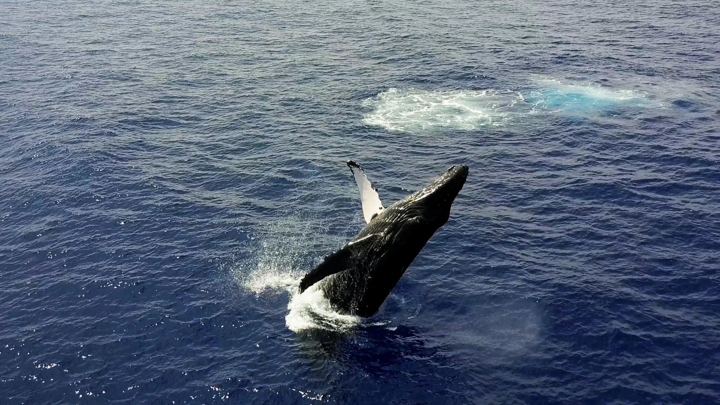 A whale breaching out of the ocean water with its head and part of its body visible, creating a splash and waves.