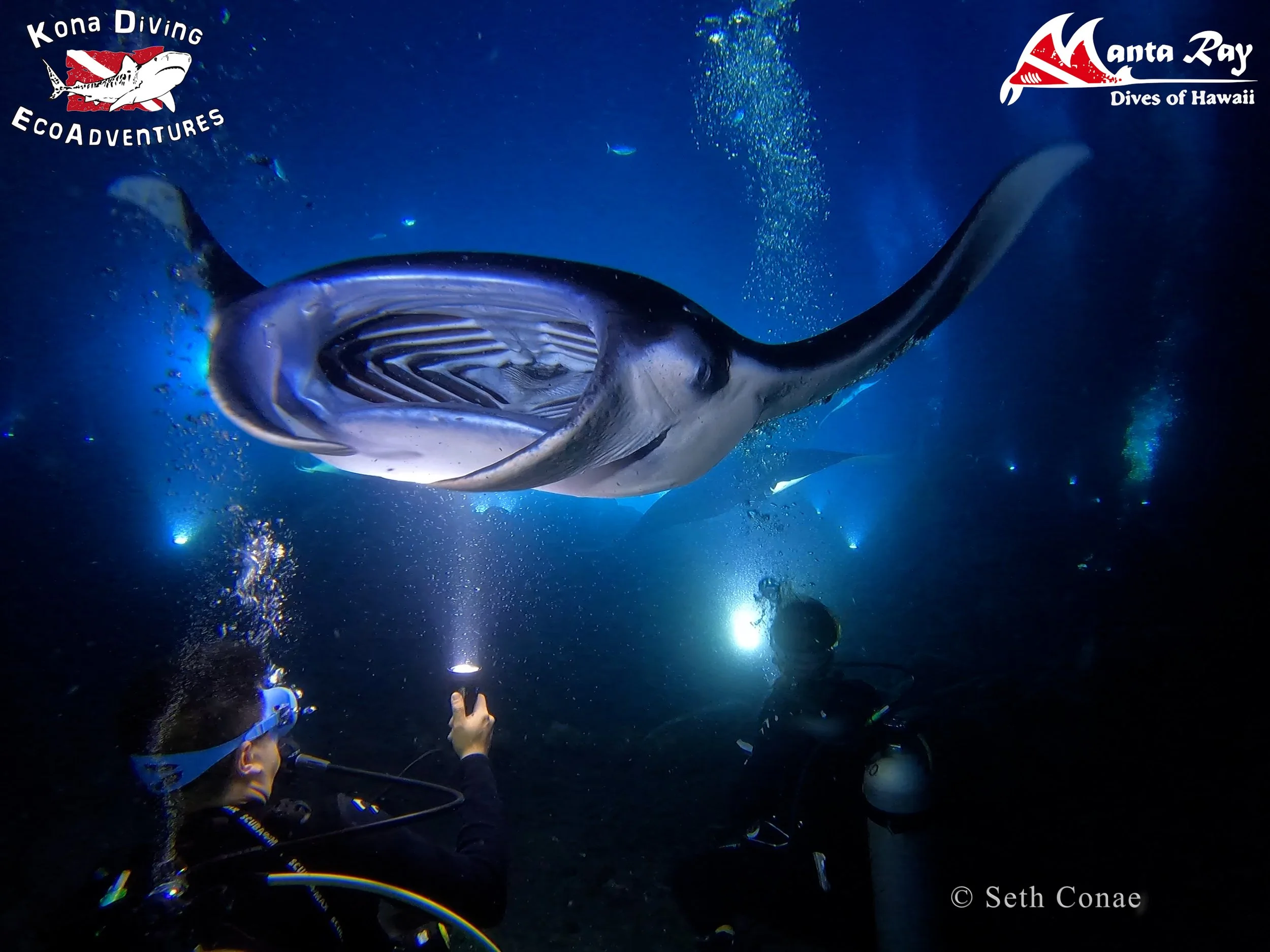 A scuba diver taking a picture of a large fish with a striped pattern in an underwater setting.