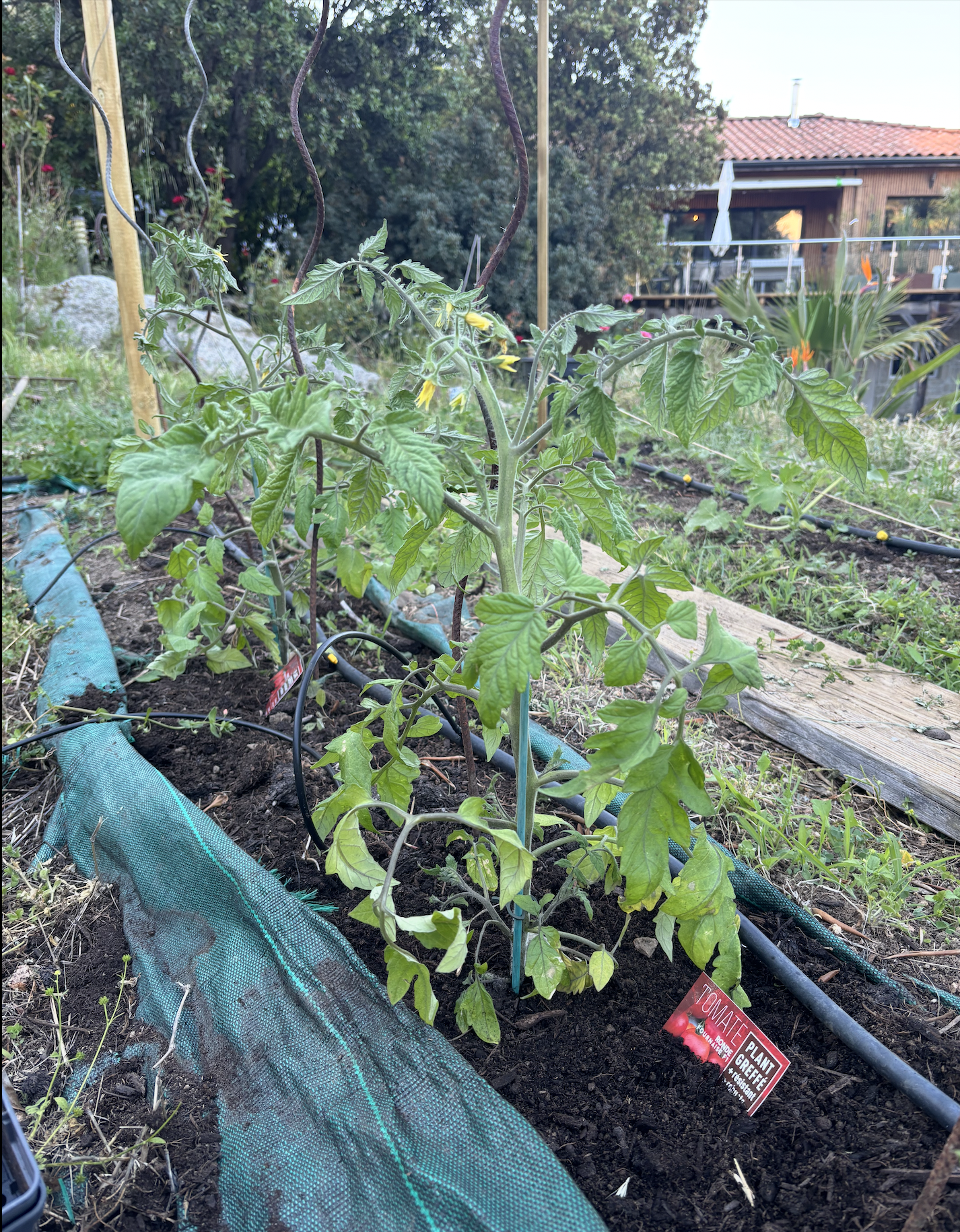 Tomates du Potager