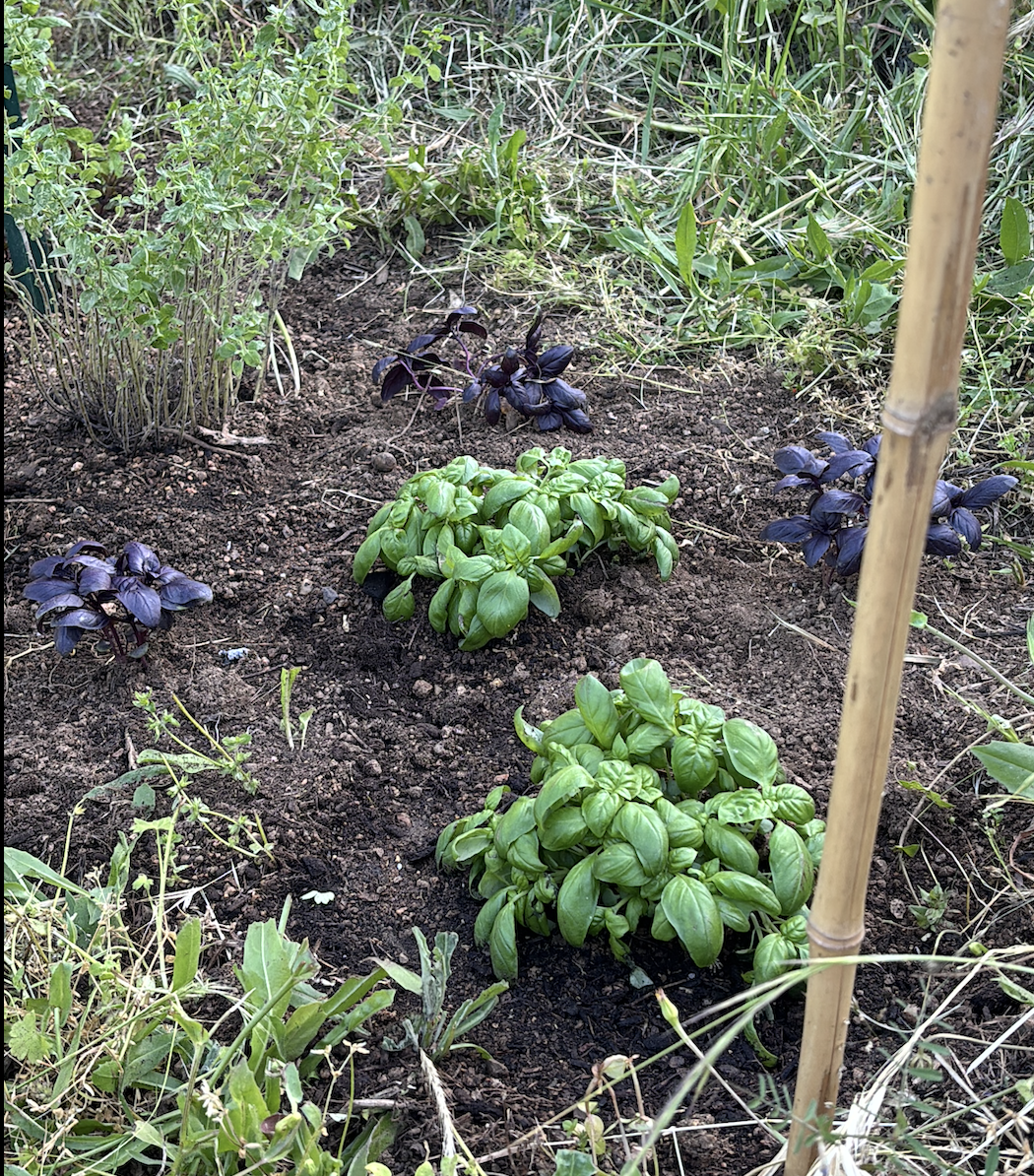 Herbes Aromatiques
