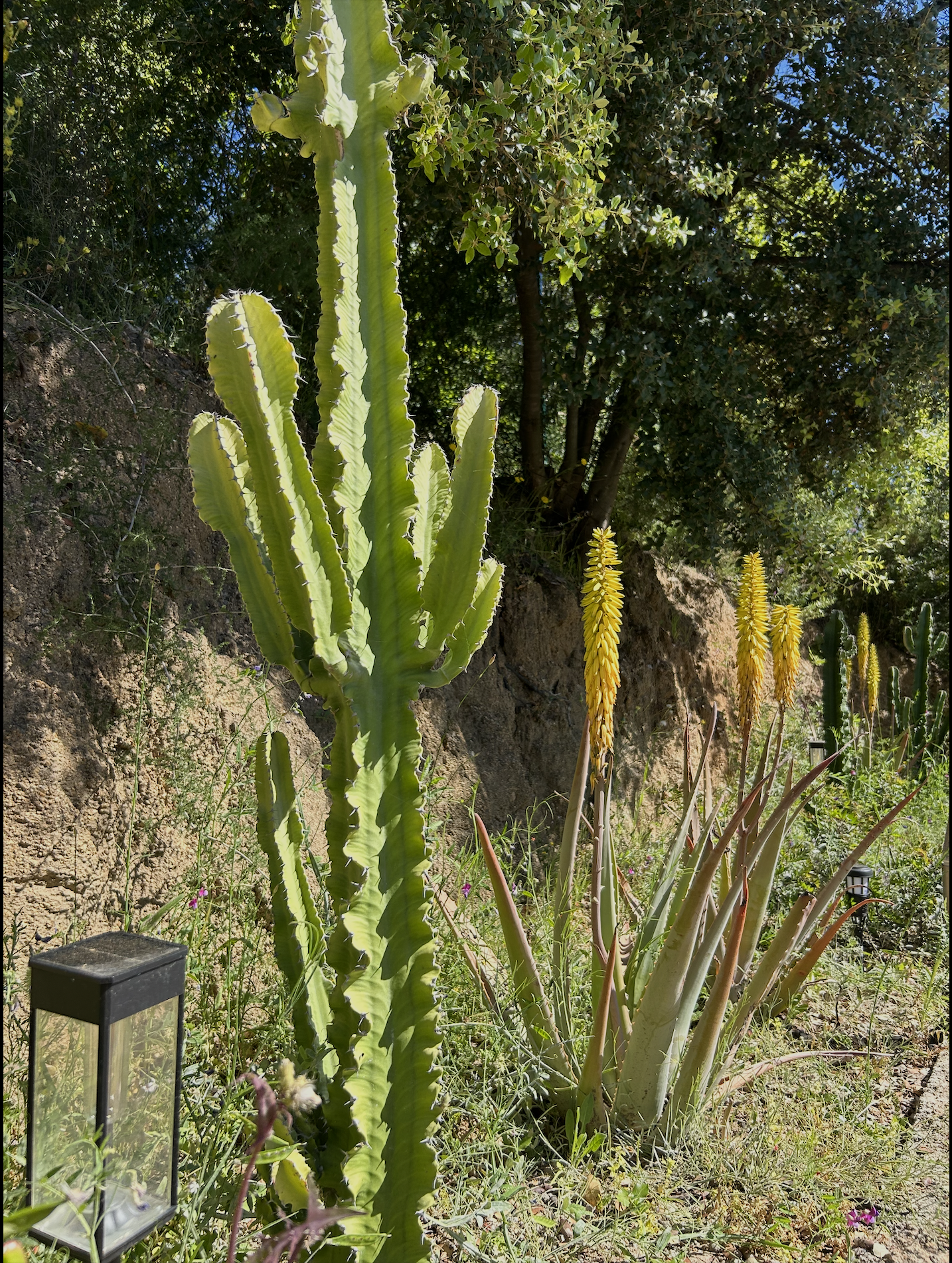 Cactus
