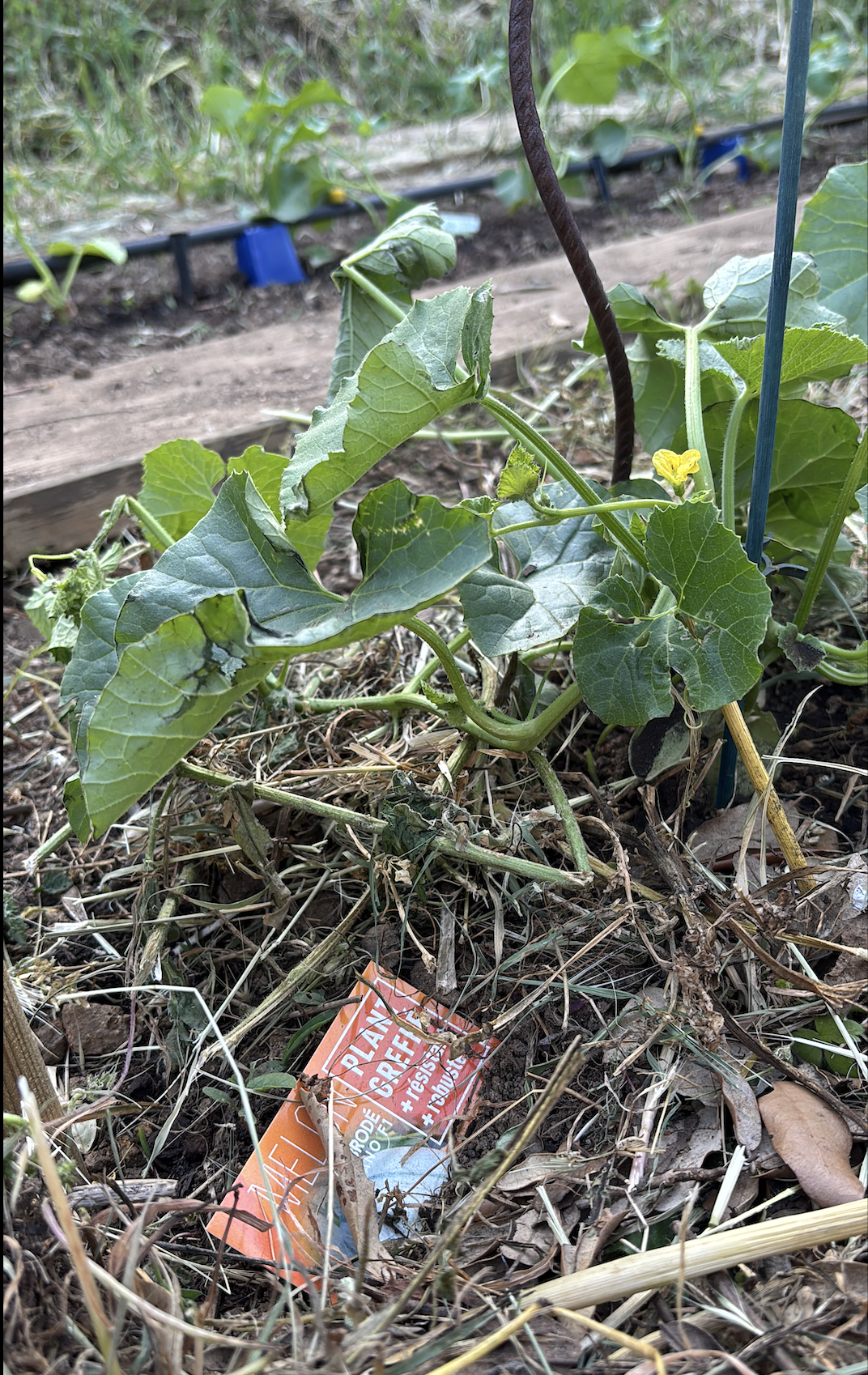 Melons Potager