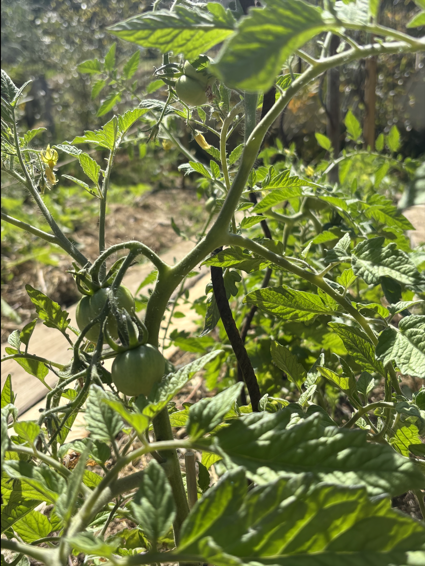 Tomates
