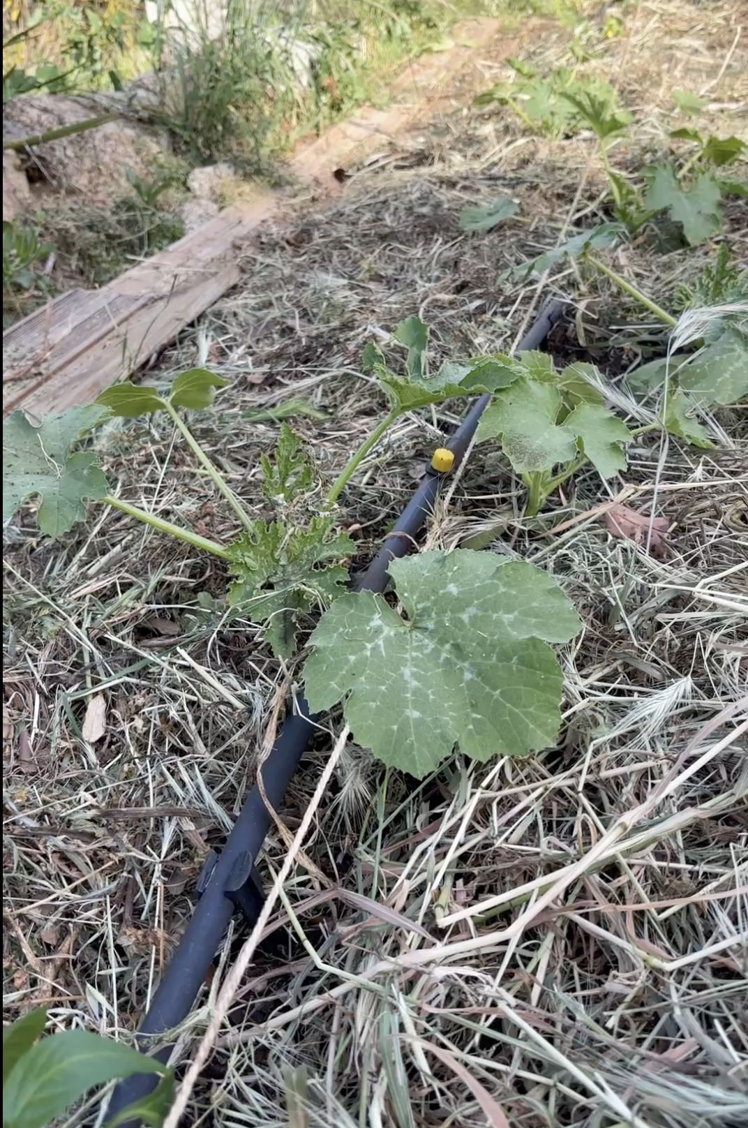 Courgettes Potager Casa Alta Bianca