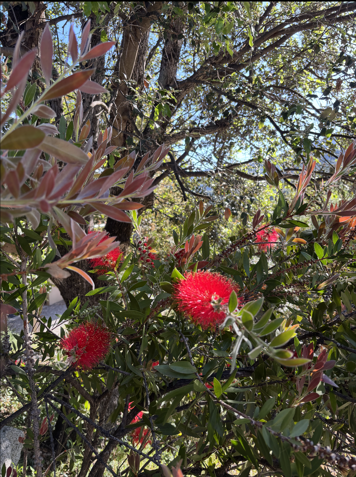Fleures Exotique