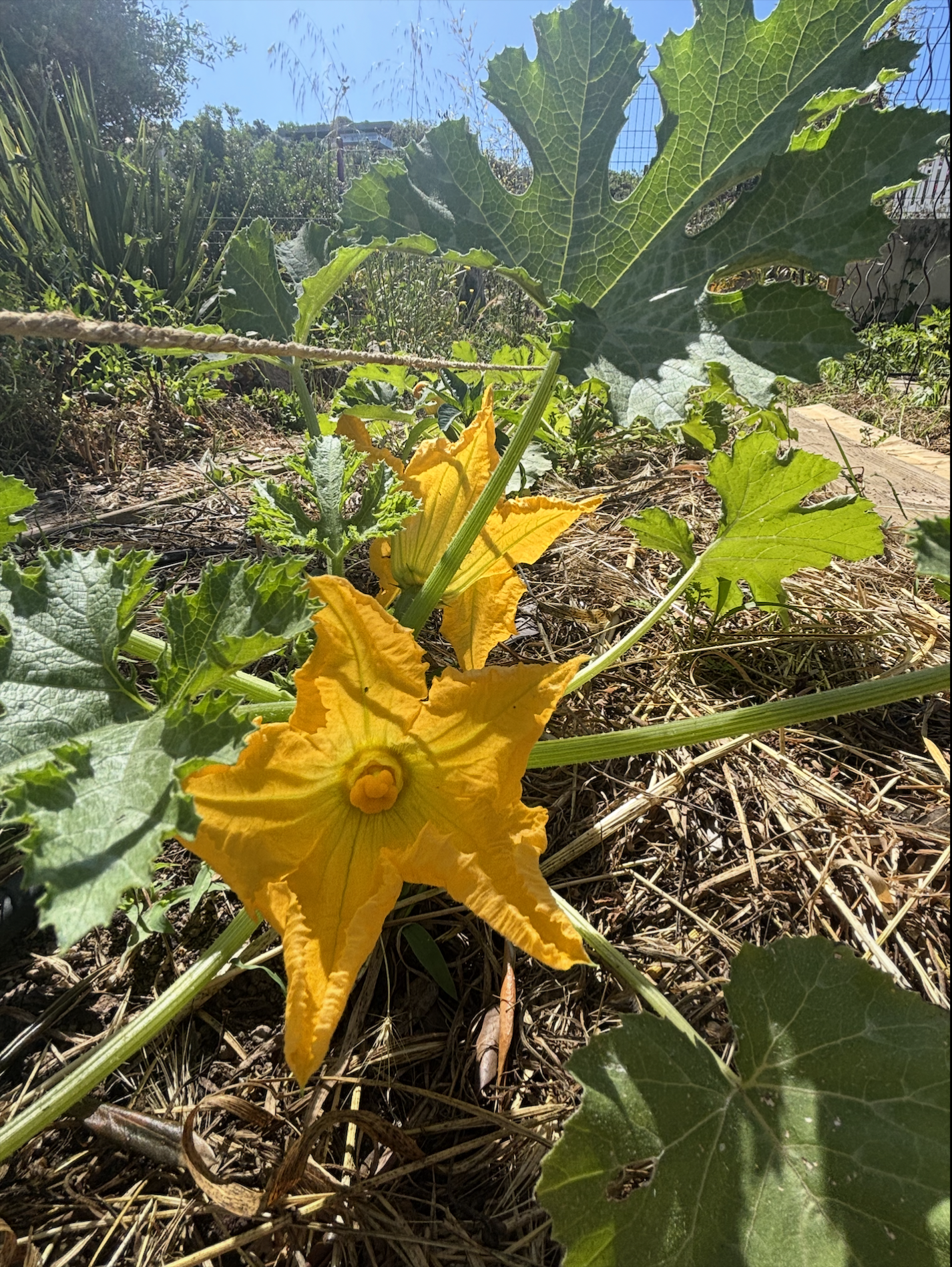 Courgette