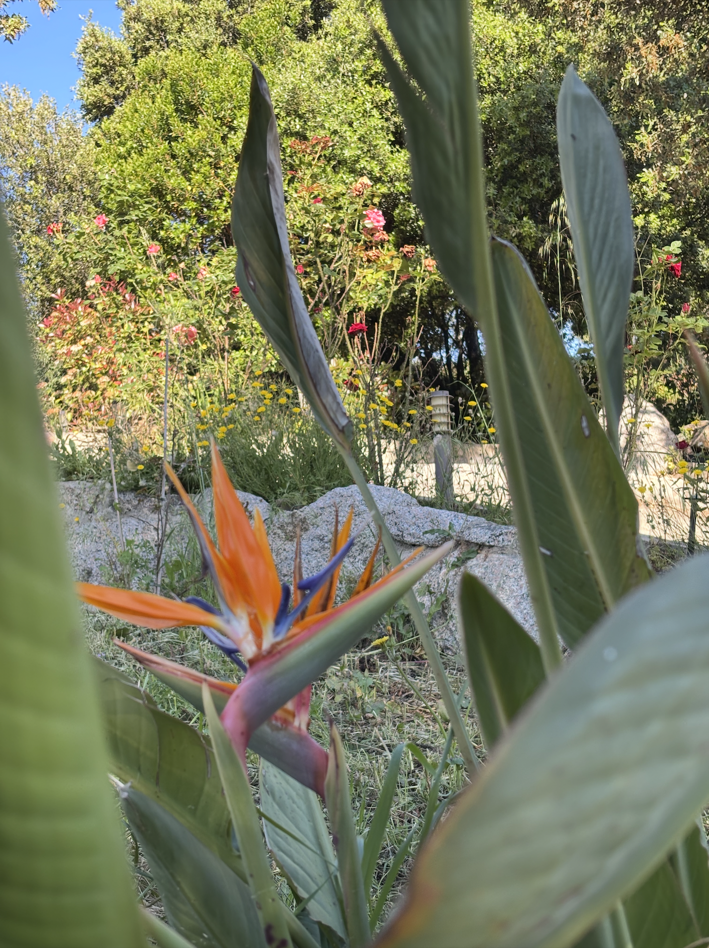 Le Jardin