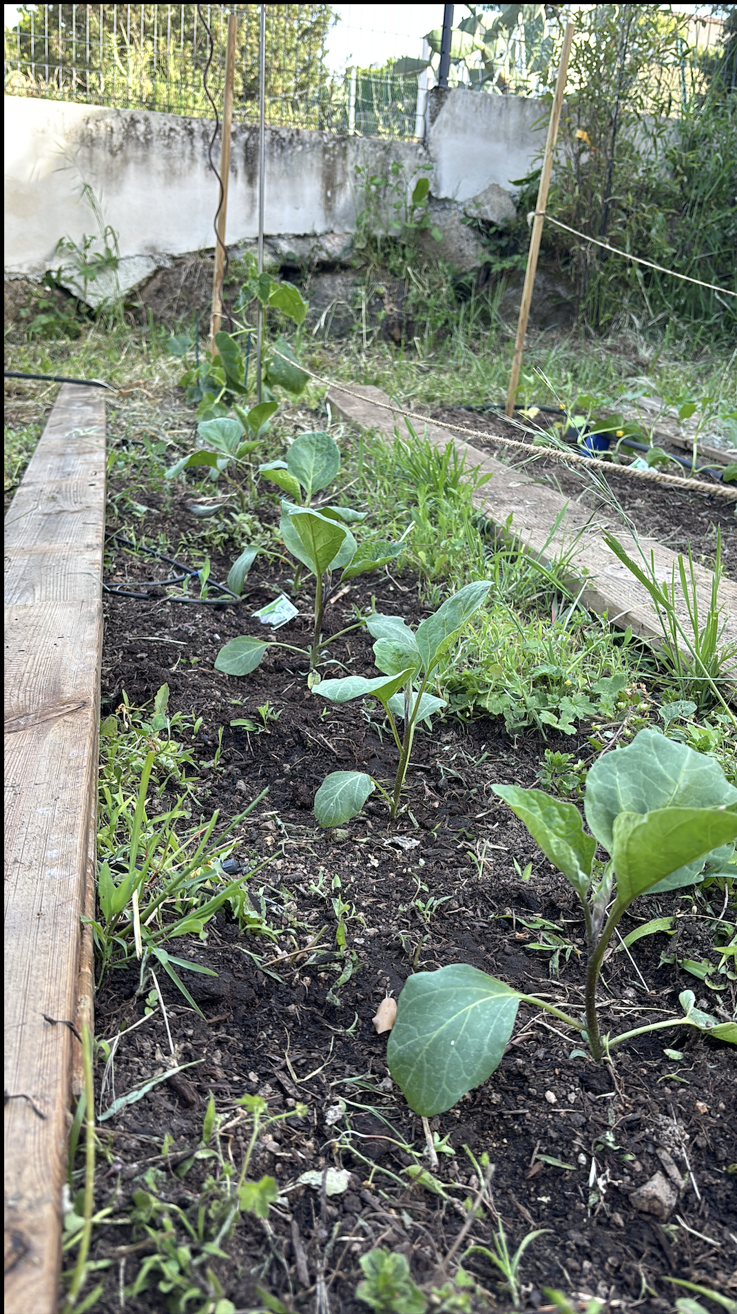 Jardin Potager 