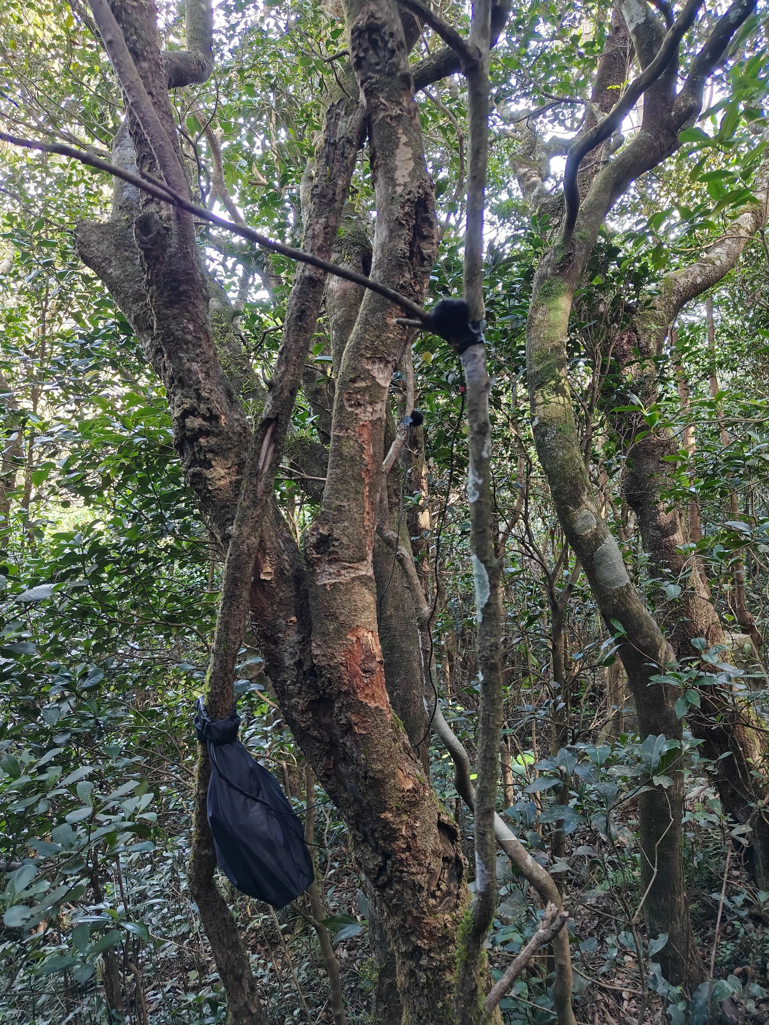 Sounds of Western Ghats