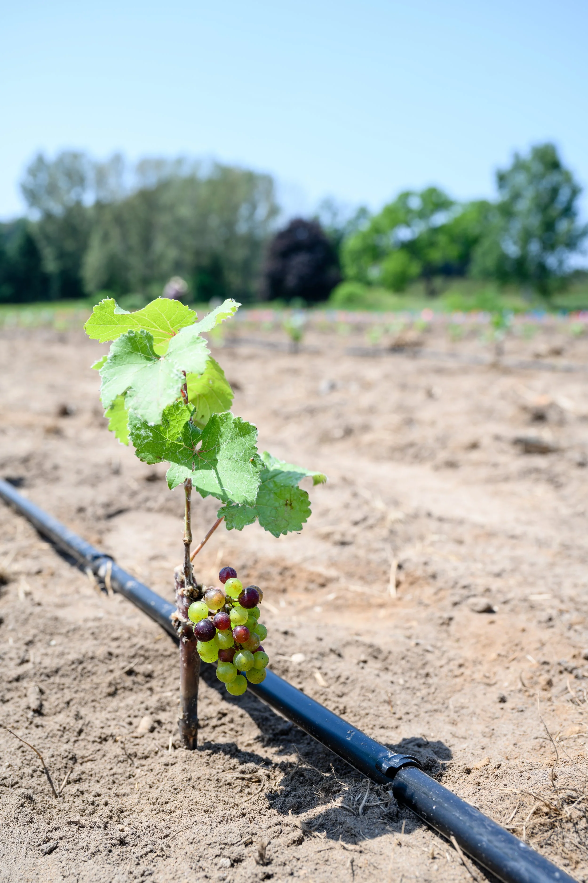 new grape planting