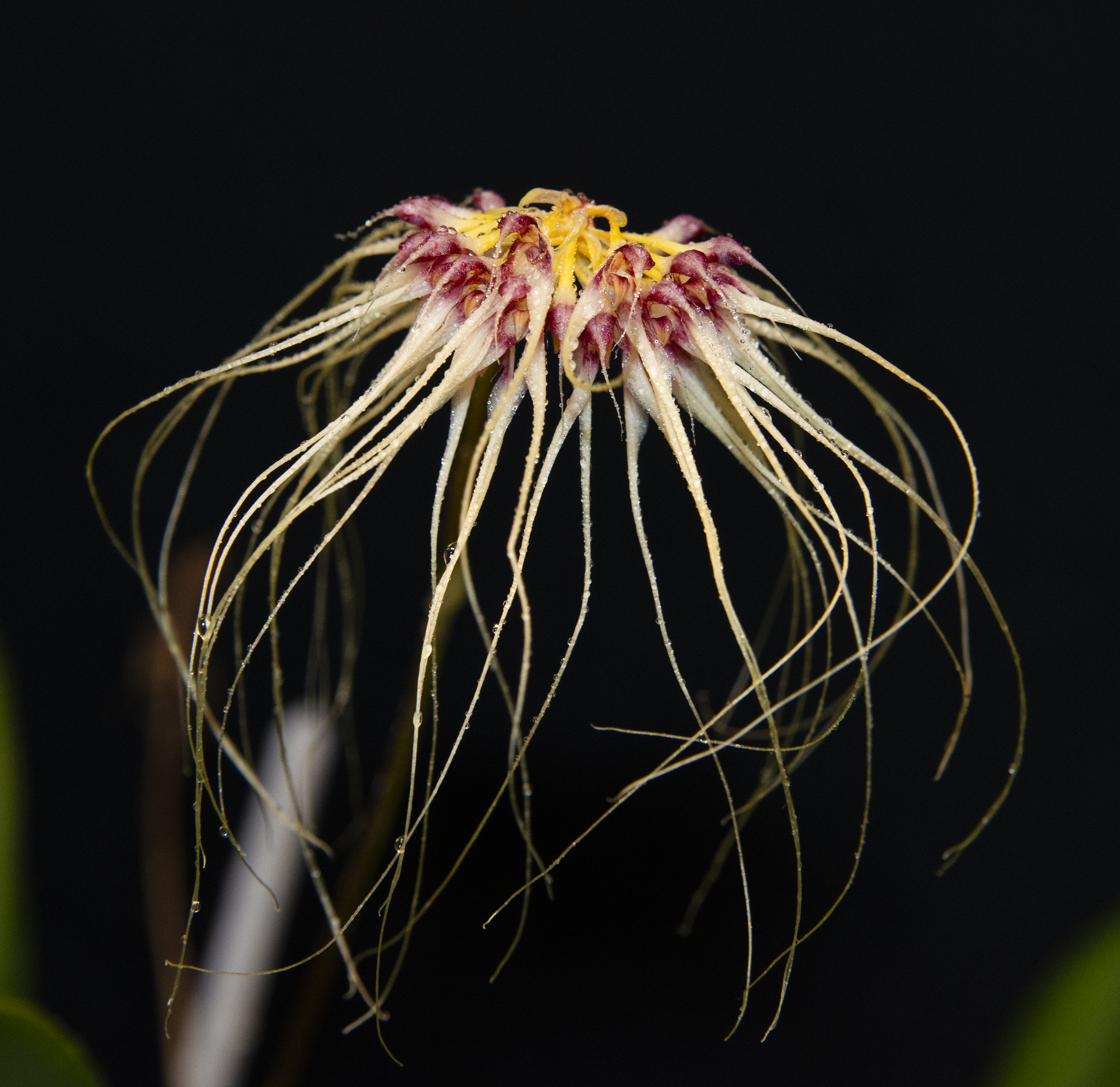 Notes From an Orchid Growers Sidekick...