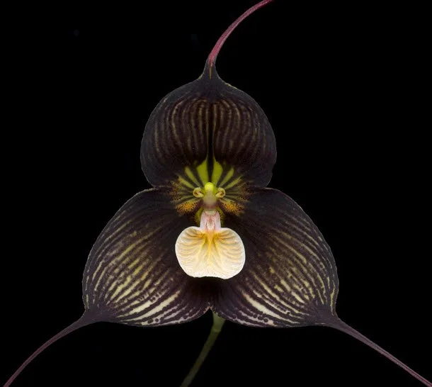 Indoor Environment For Draculas