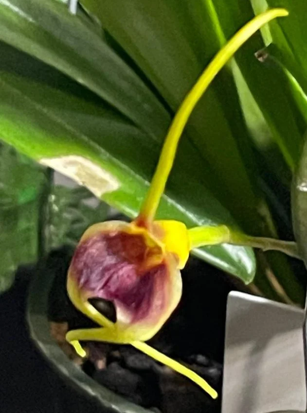 Masdevallia Watering System