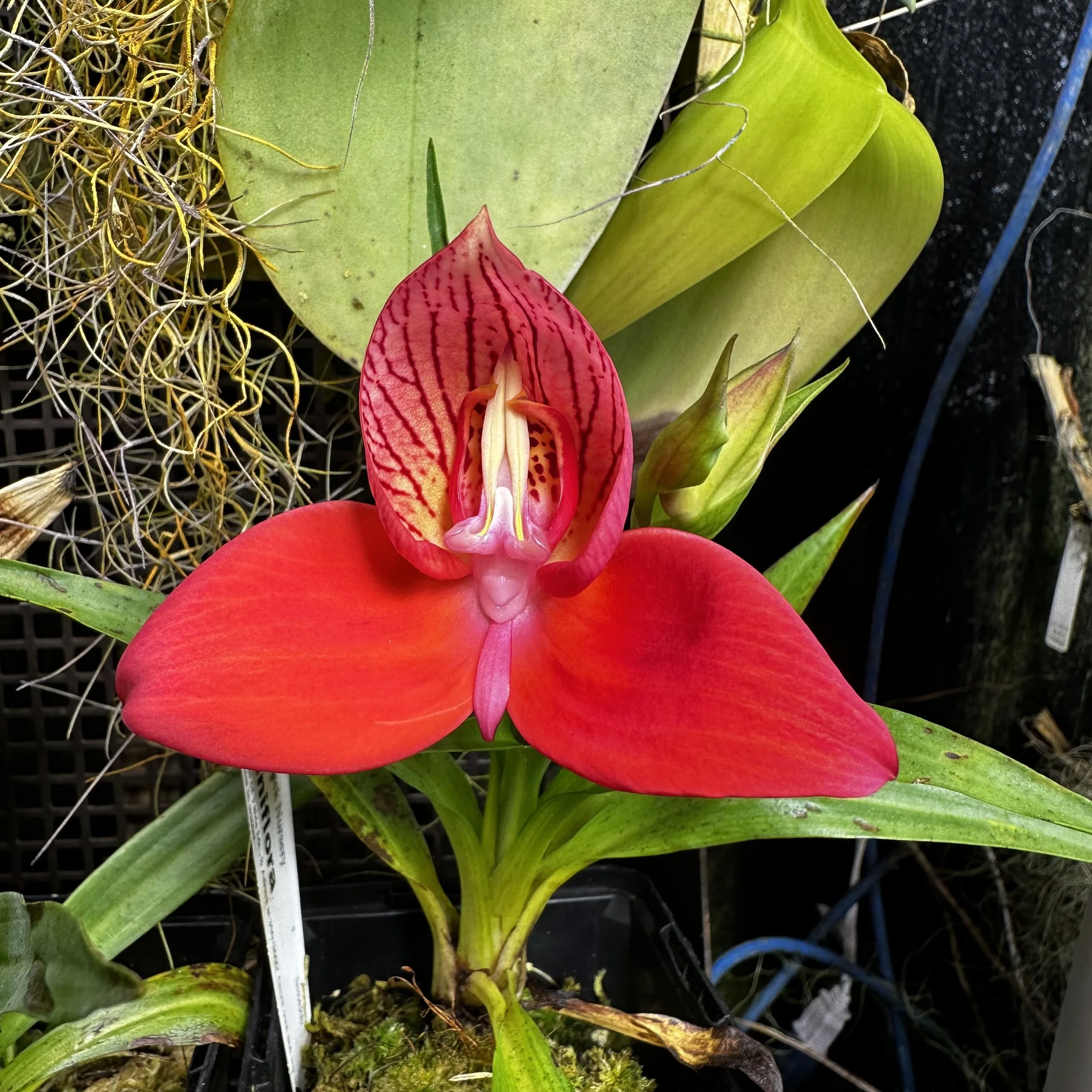 My Disa uniflora Set Up: Growing the Queen of Orchids at Home