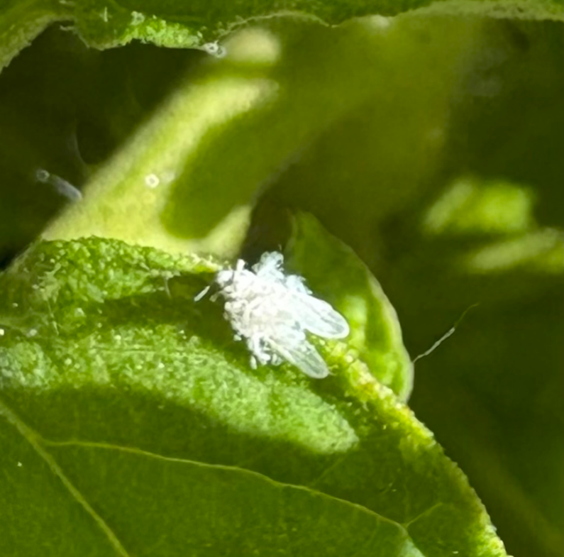 Wooly Aphid Infestation