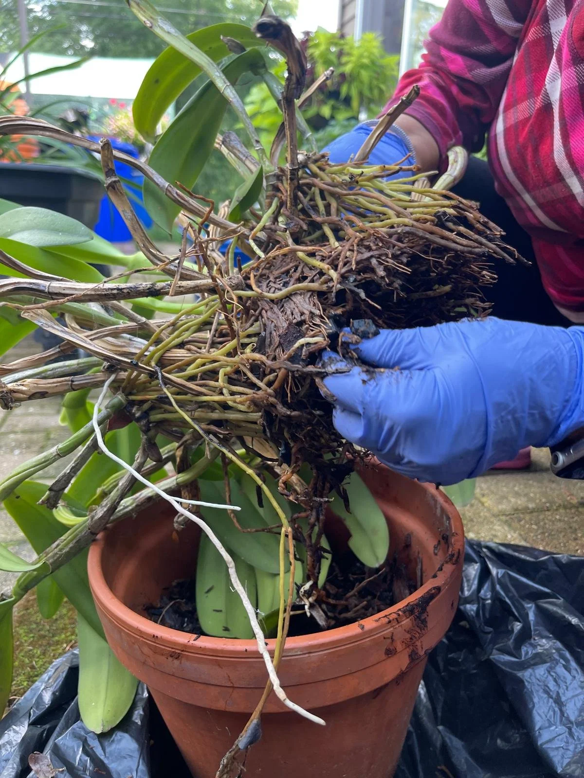 Operation Orchid Rescue