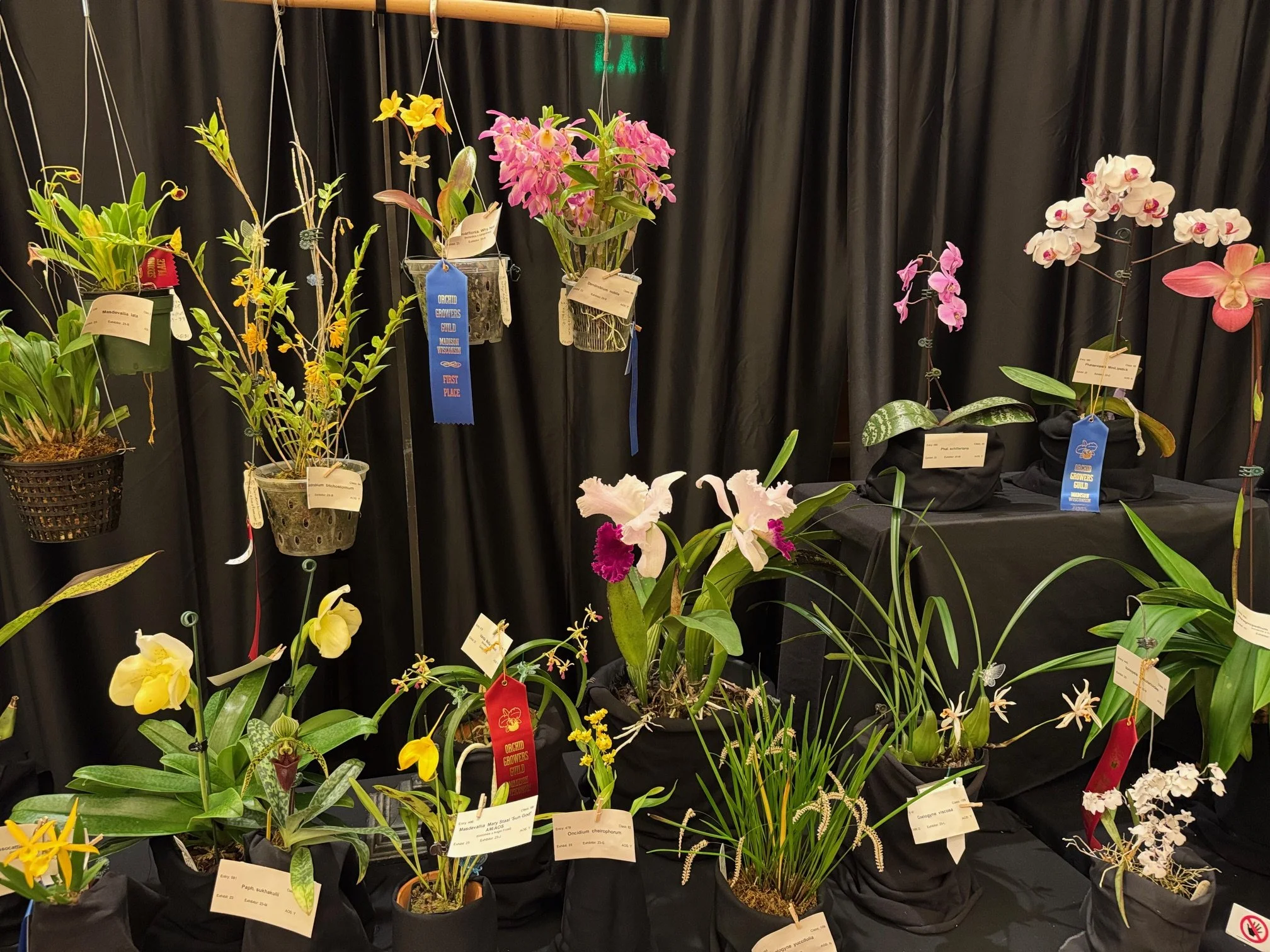 Orchid Quest Madison show