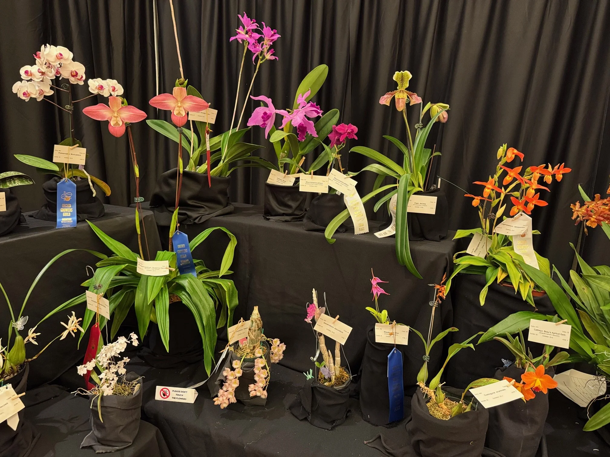 Orchid Quest Madison show