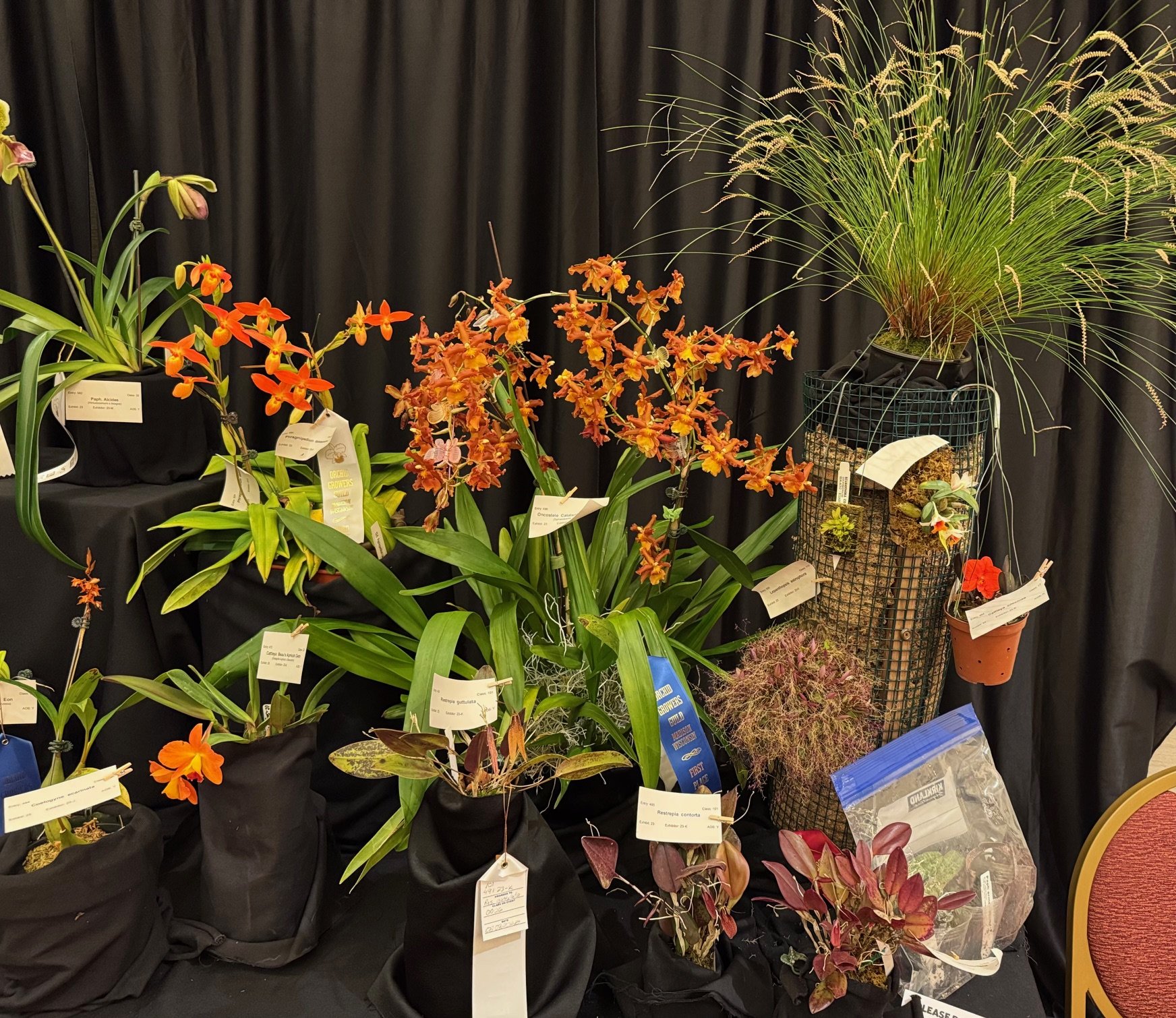 Orchid Quest Madison show Growing Dracula Orchids