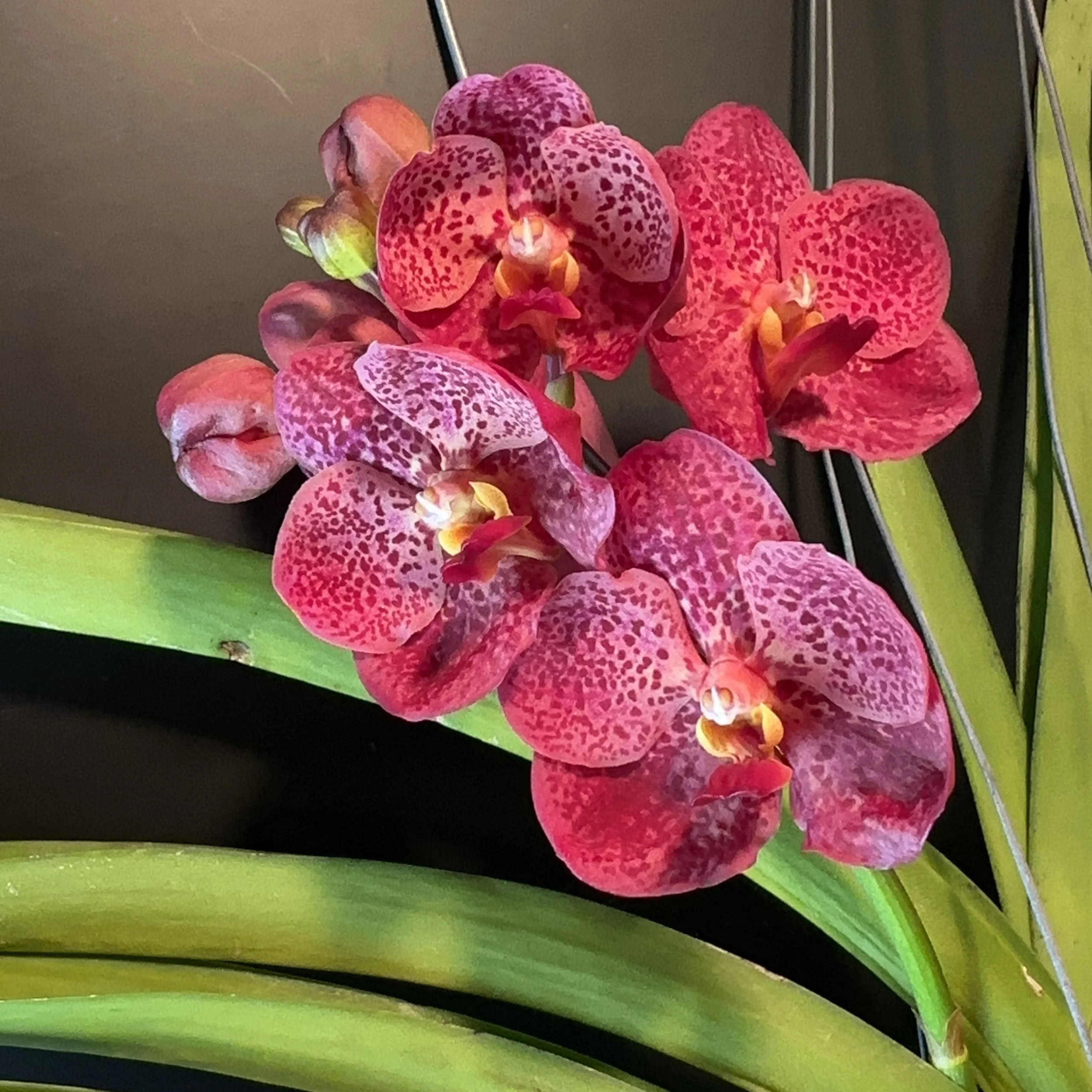 WOS Memebers Pictures (Click To View)