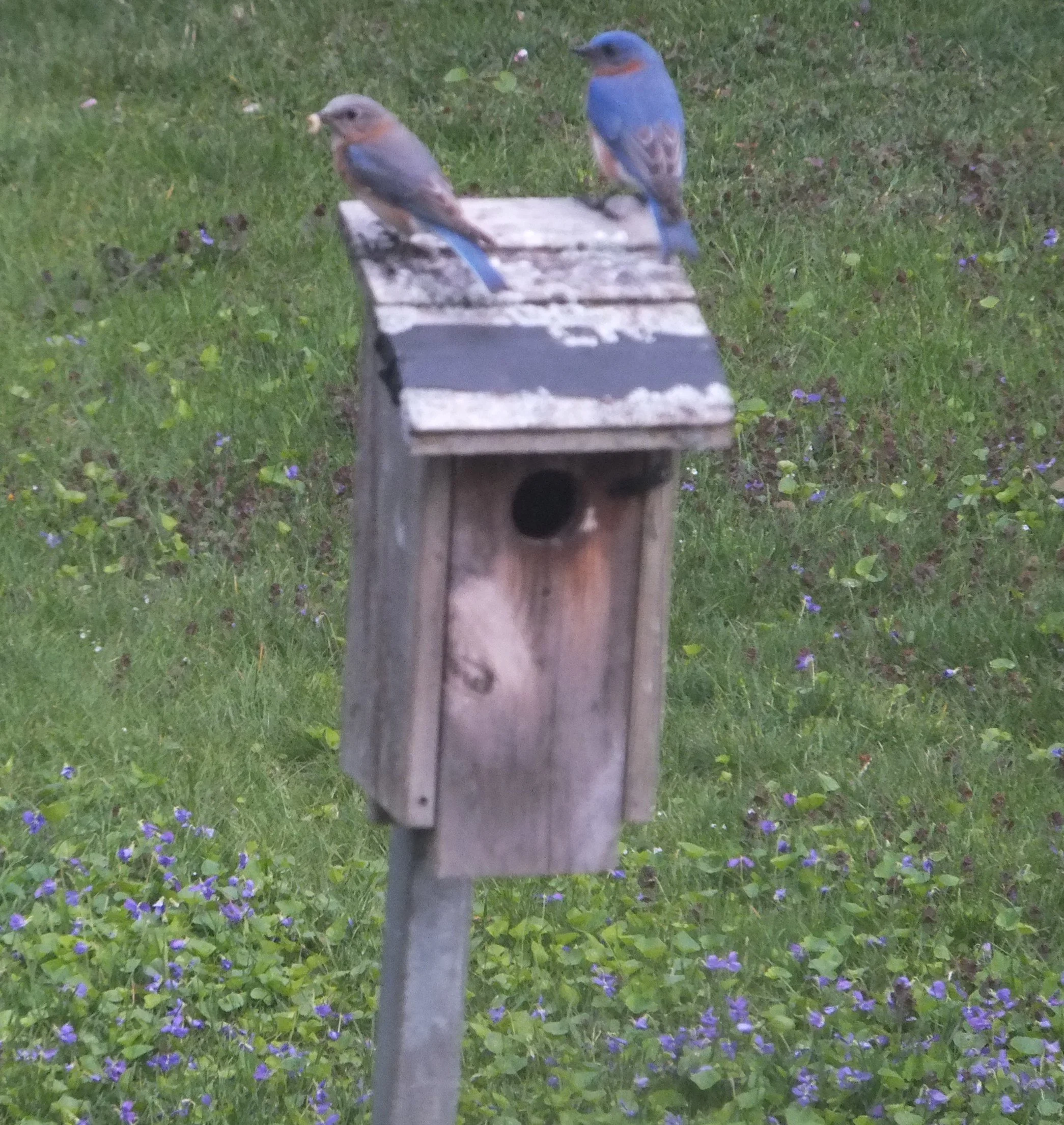 Bluebird pair, backyard.JPG