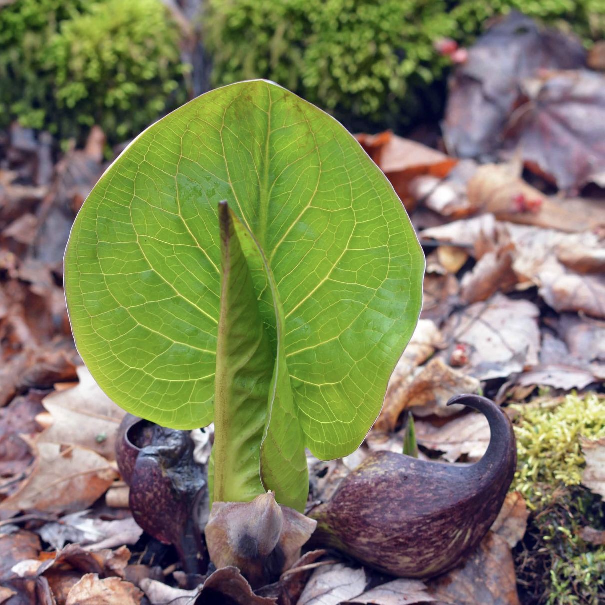 Maynard Biodiversity Talks: Spring in Maynard