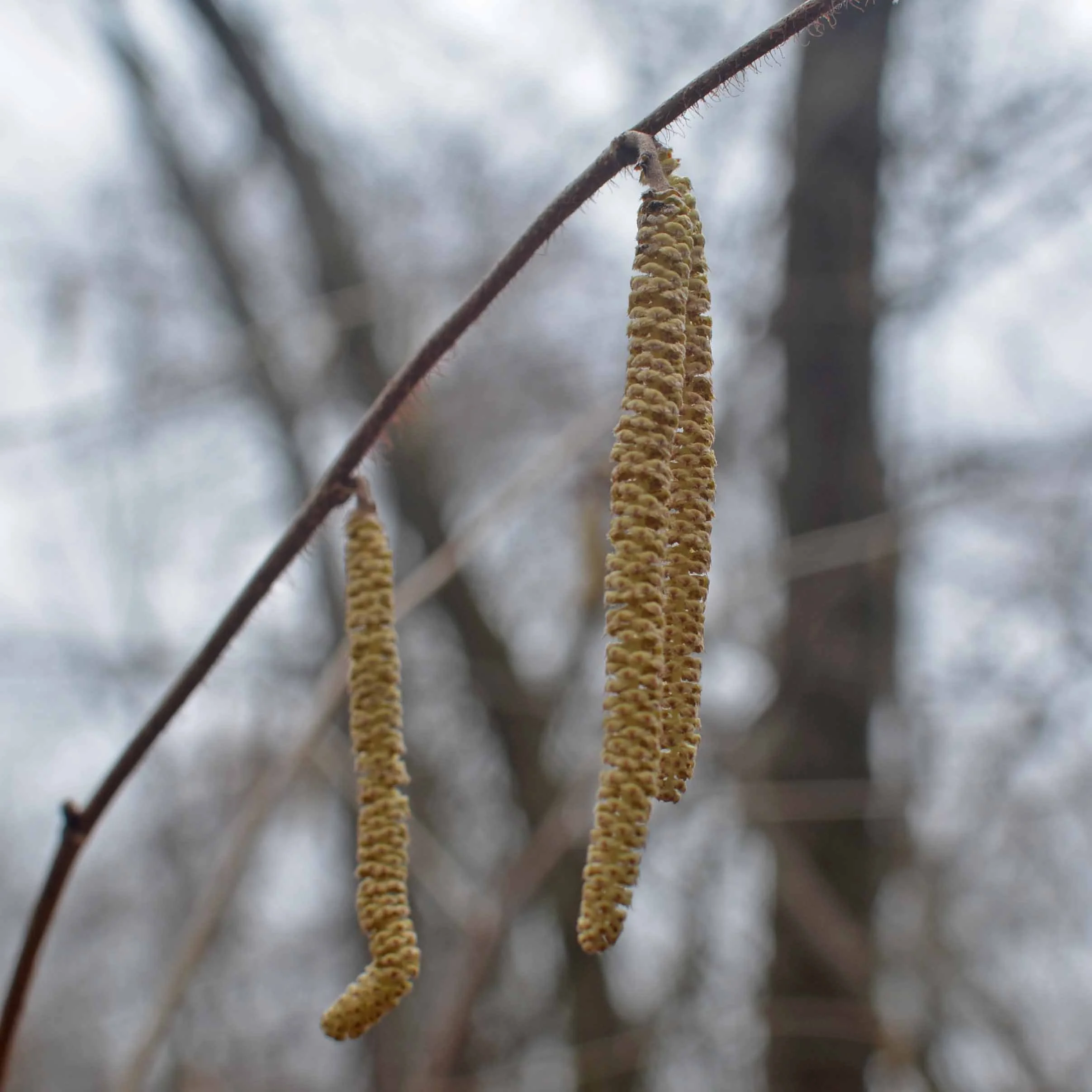 Catkins