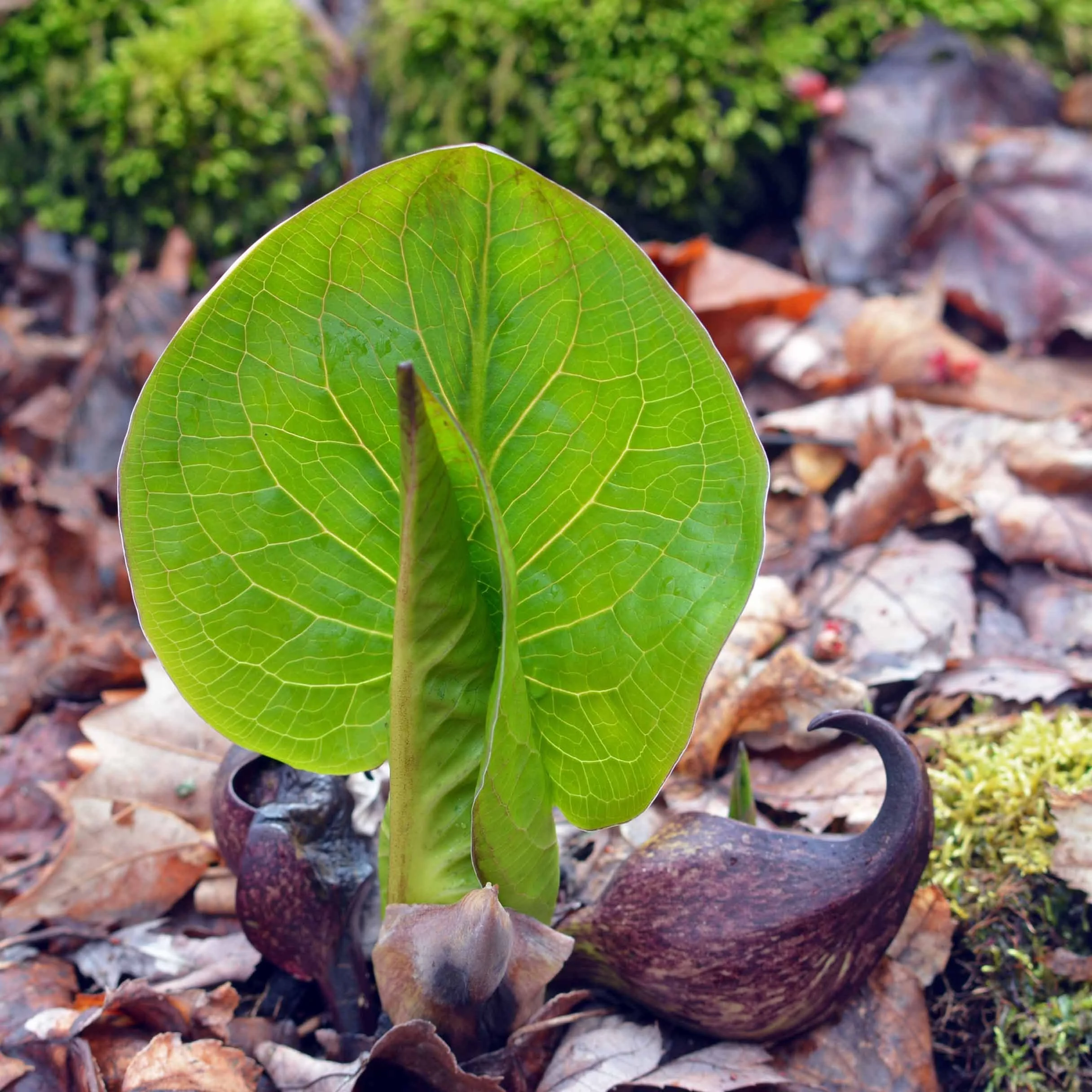 Skunk Cabbage