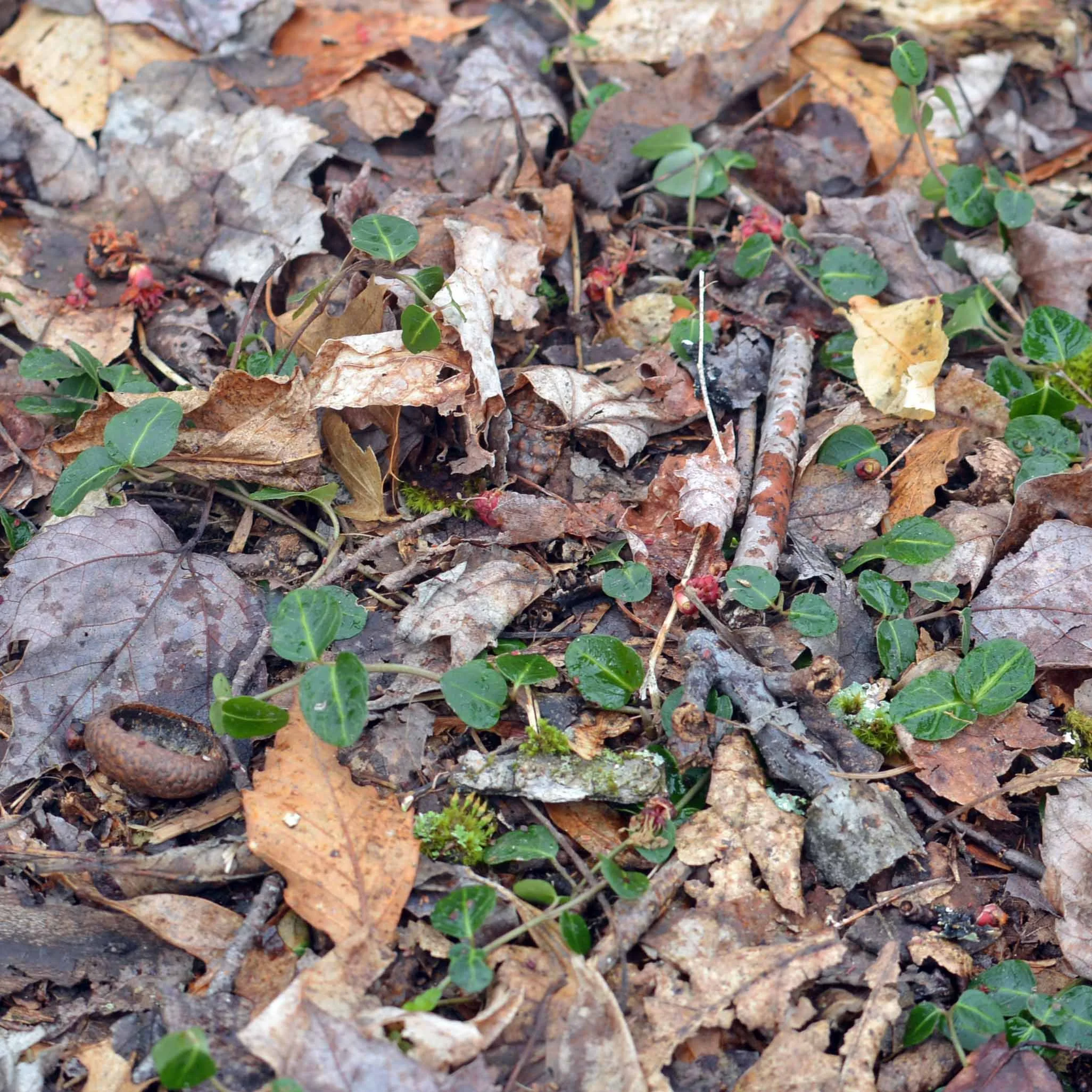 Partridgeberry