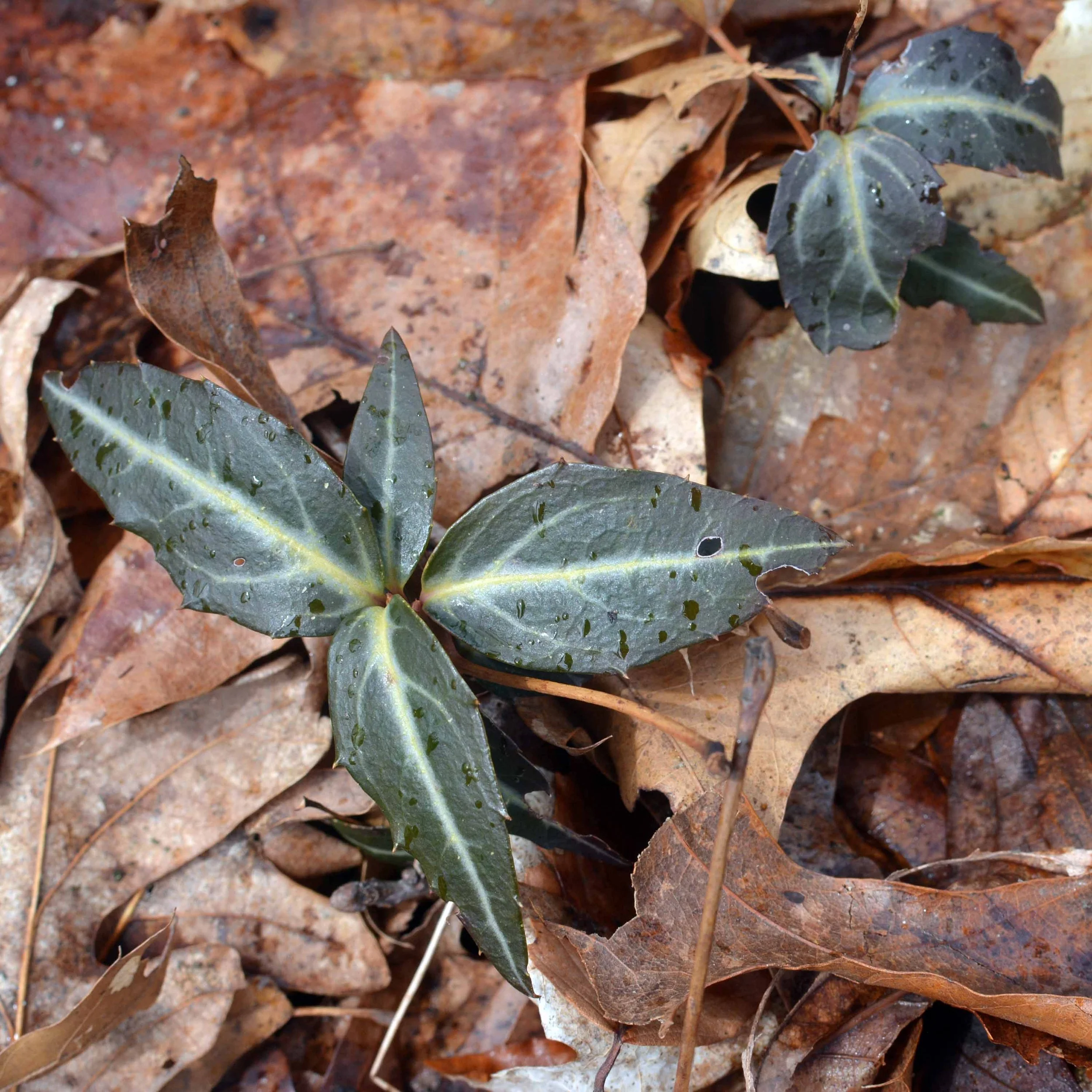 Wintergreen