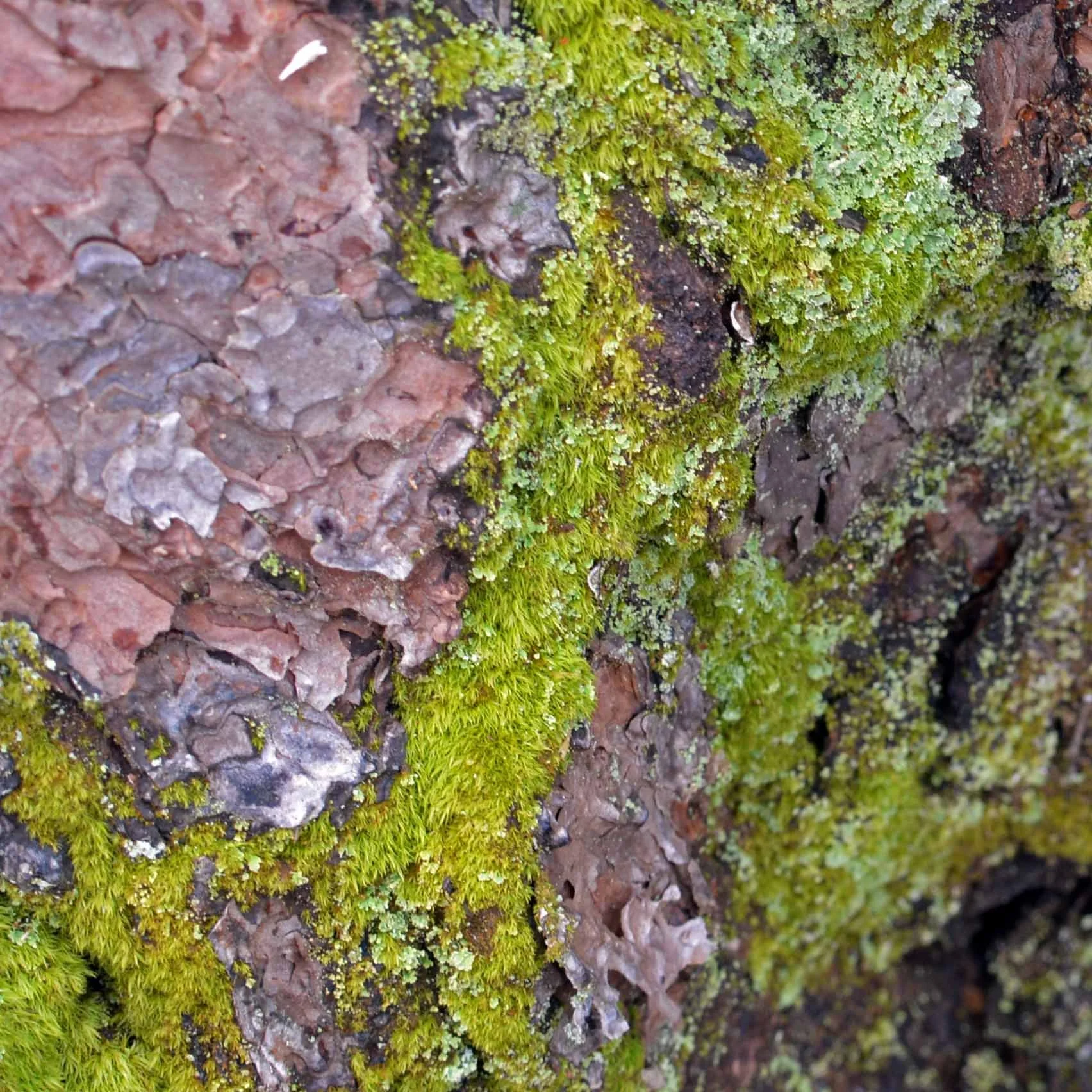 Mosses and Lichens