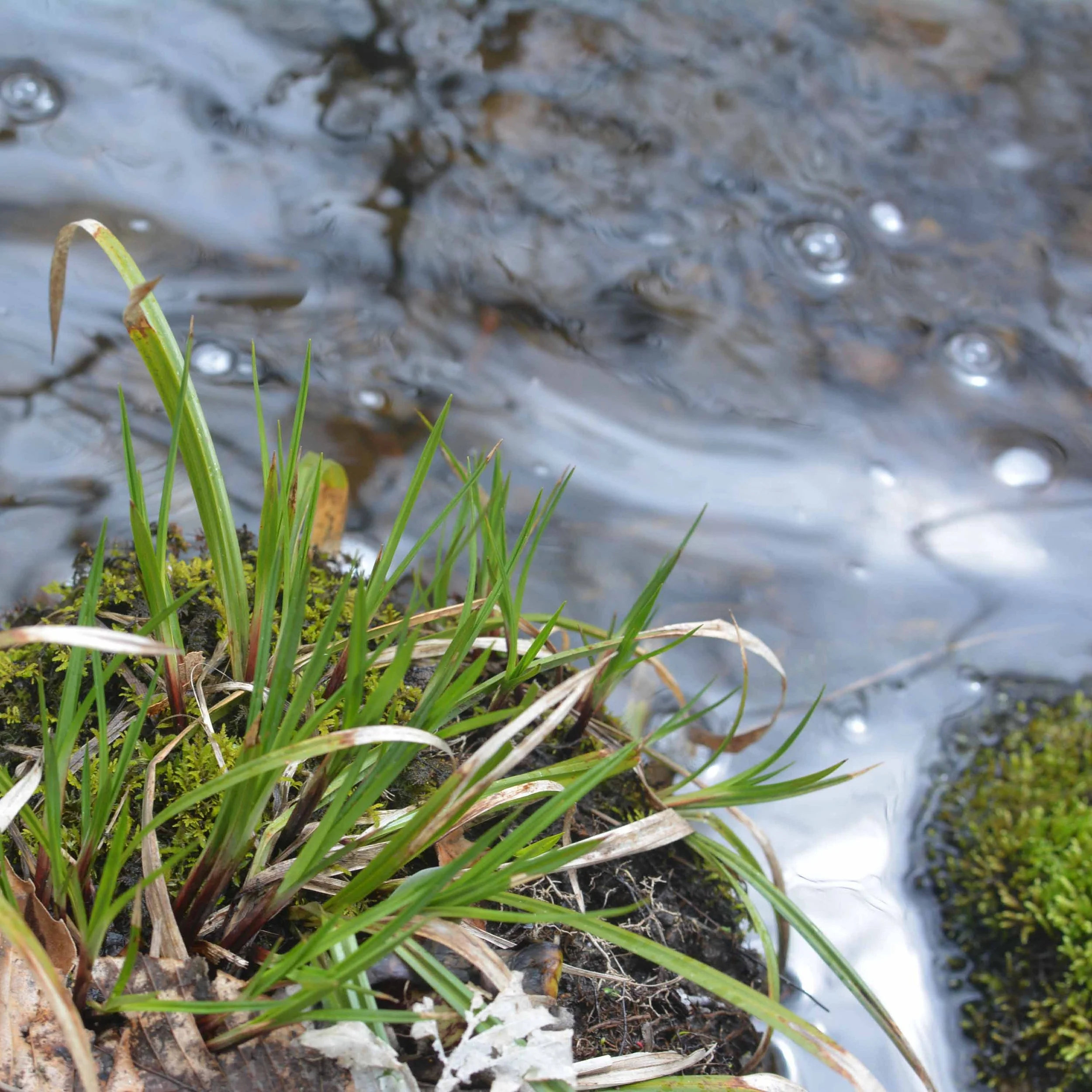 Sedge
