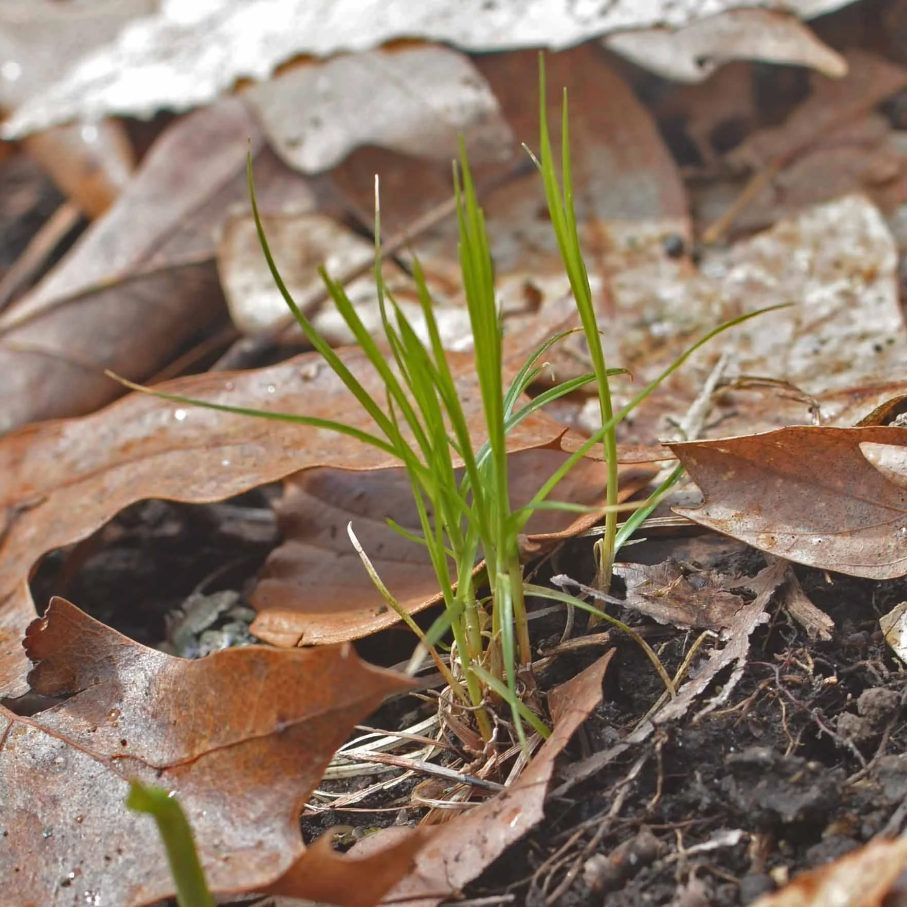 Grass
