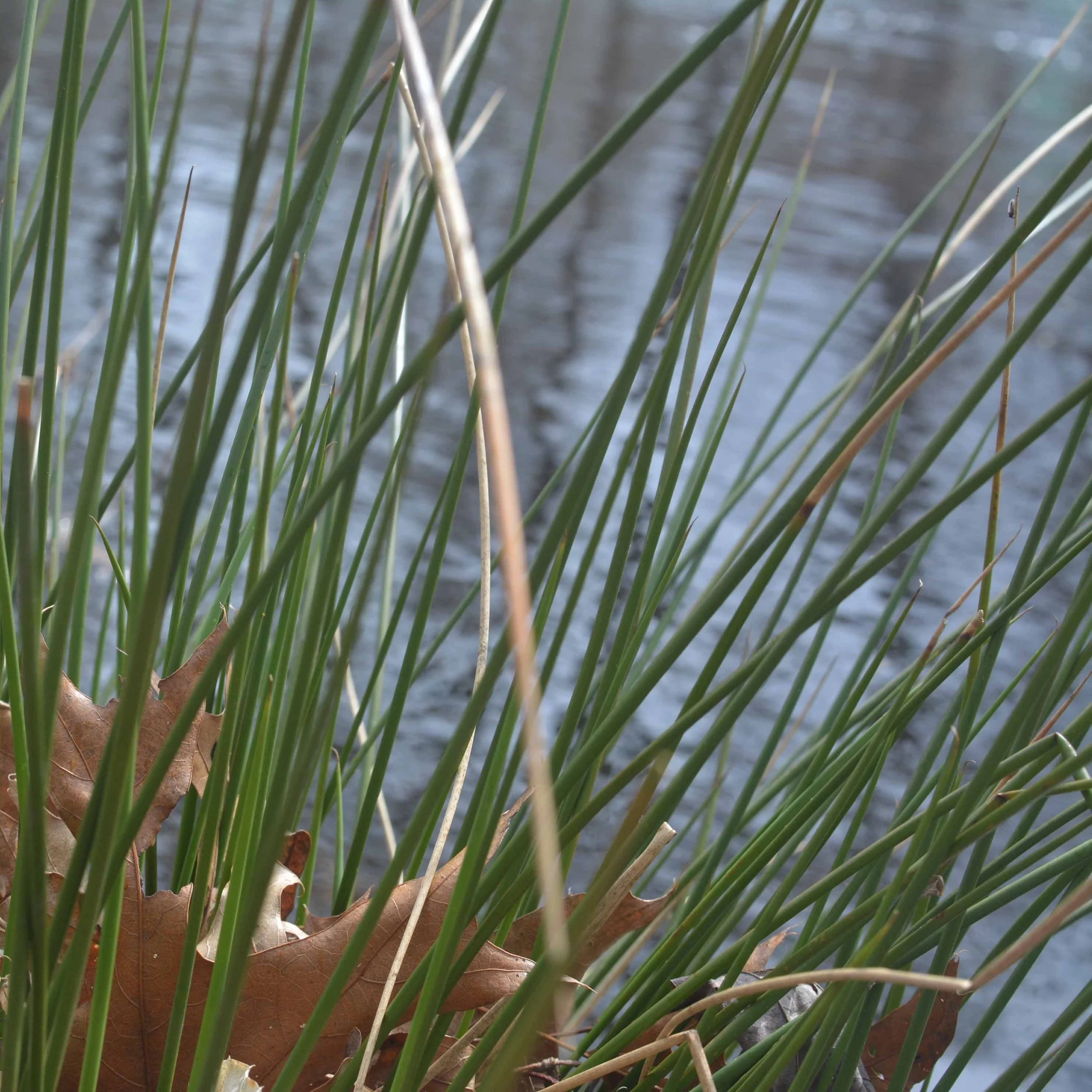 Grass