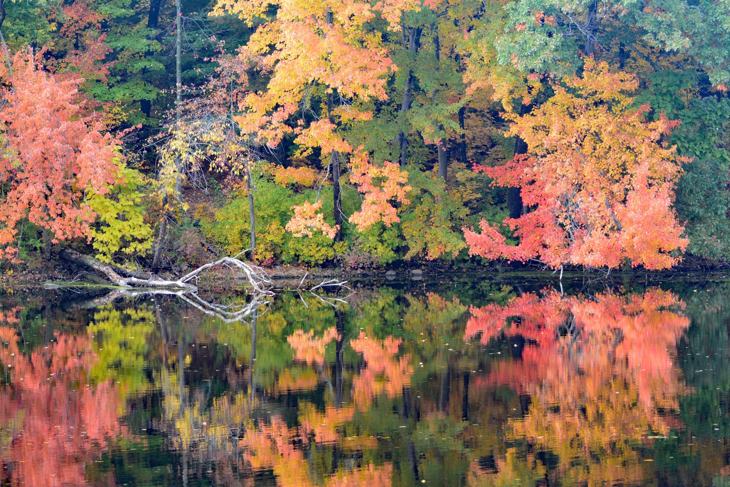 View from the Assabet Co-op