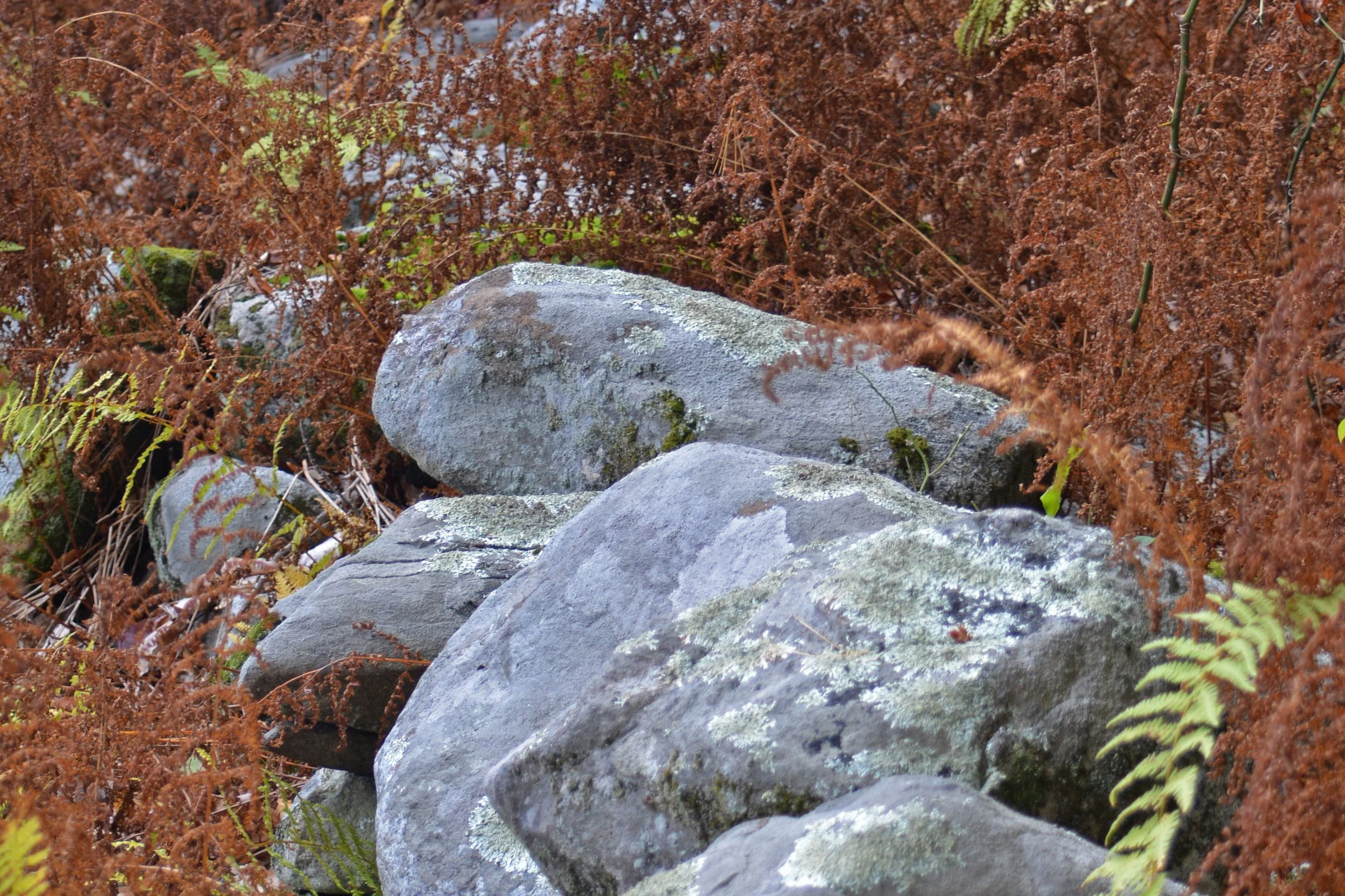 Pasture Wall, Rockland Avenue