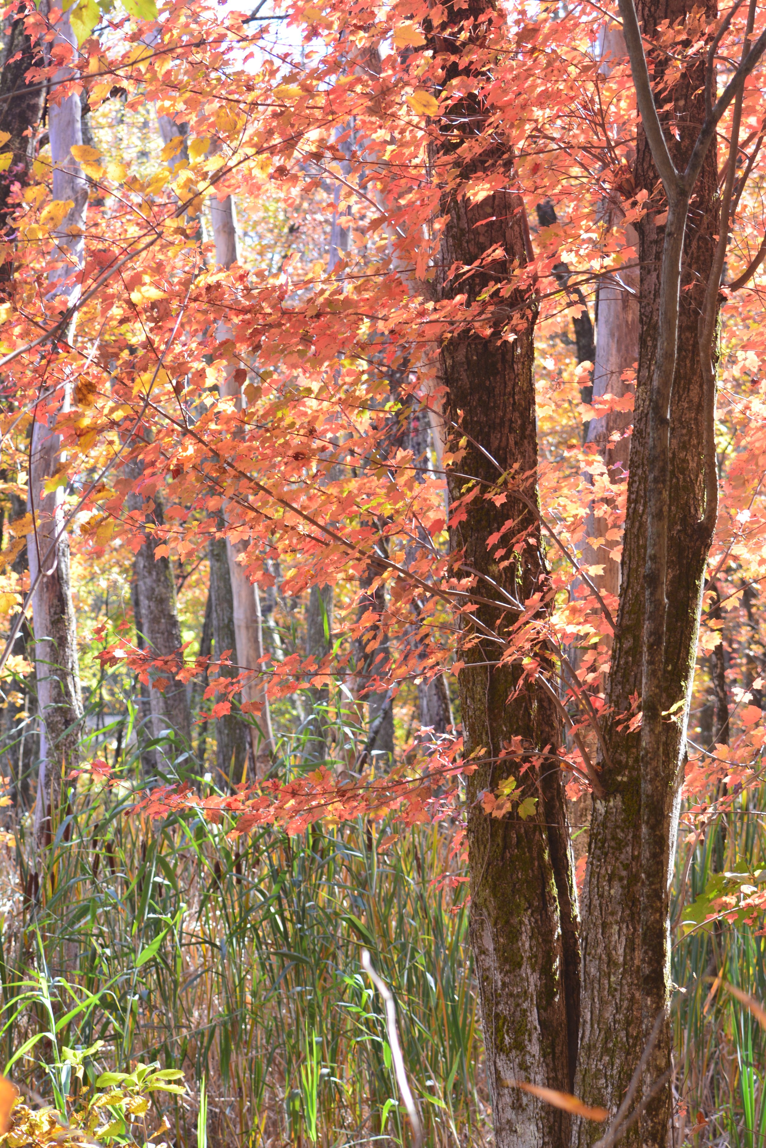 Maples, Rockland Avenue