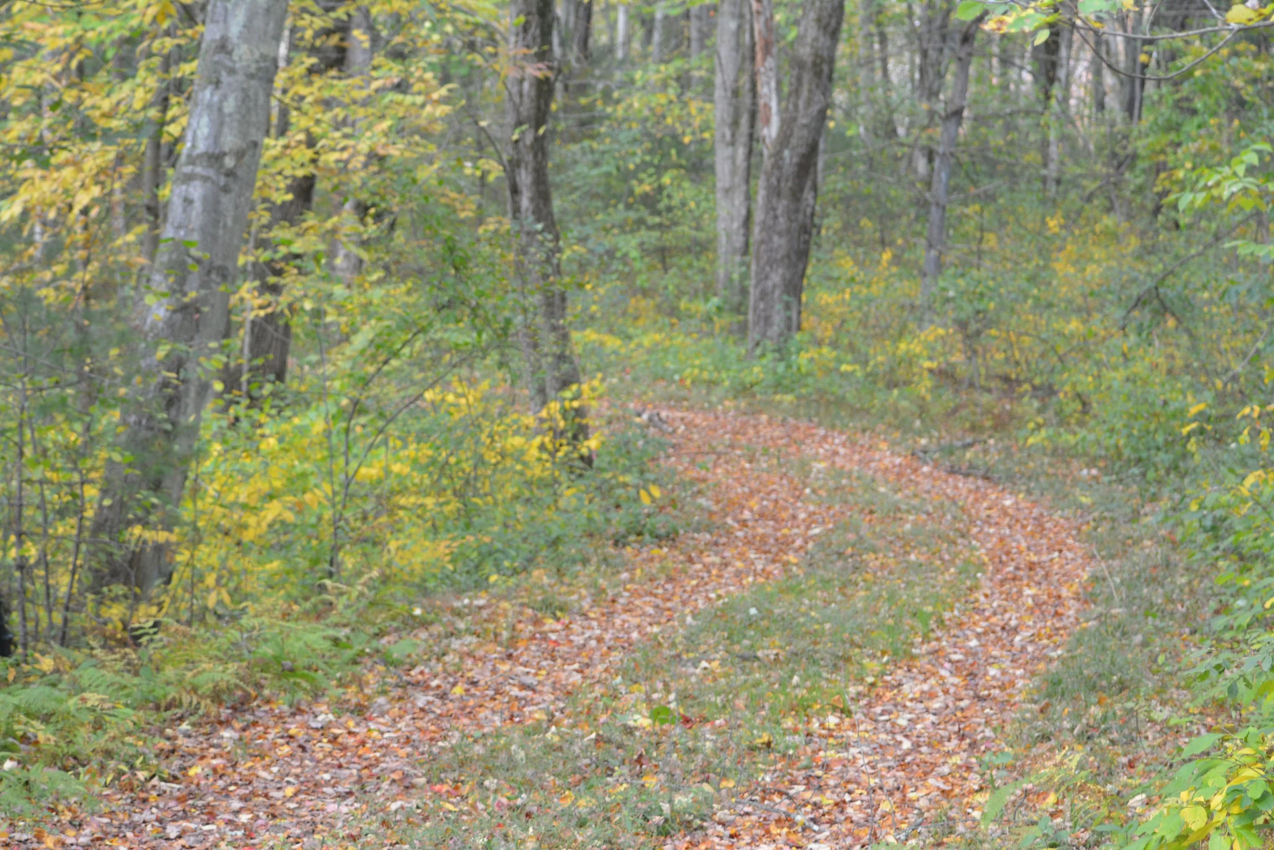 Rockland Avenue, Road to the Well