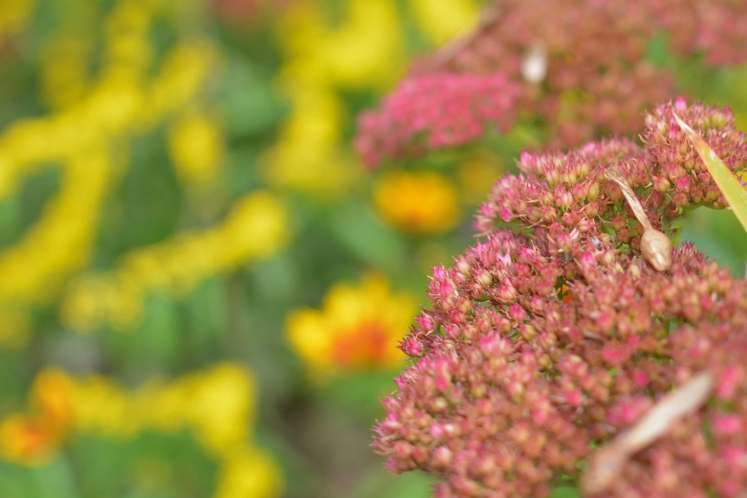 Stonecrop