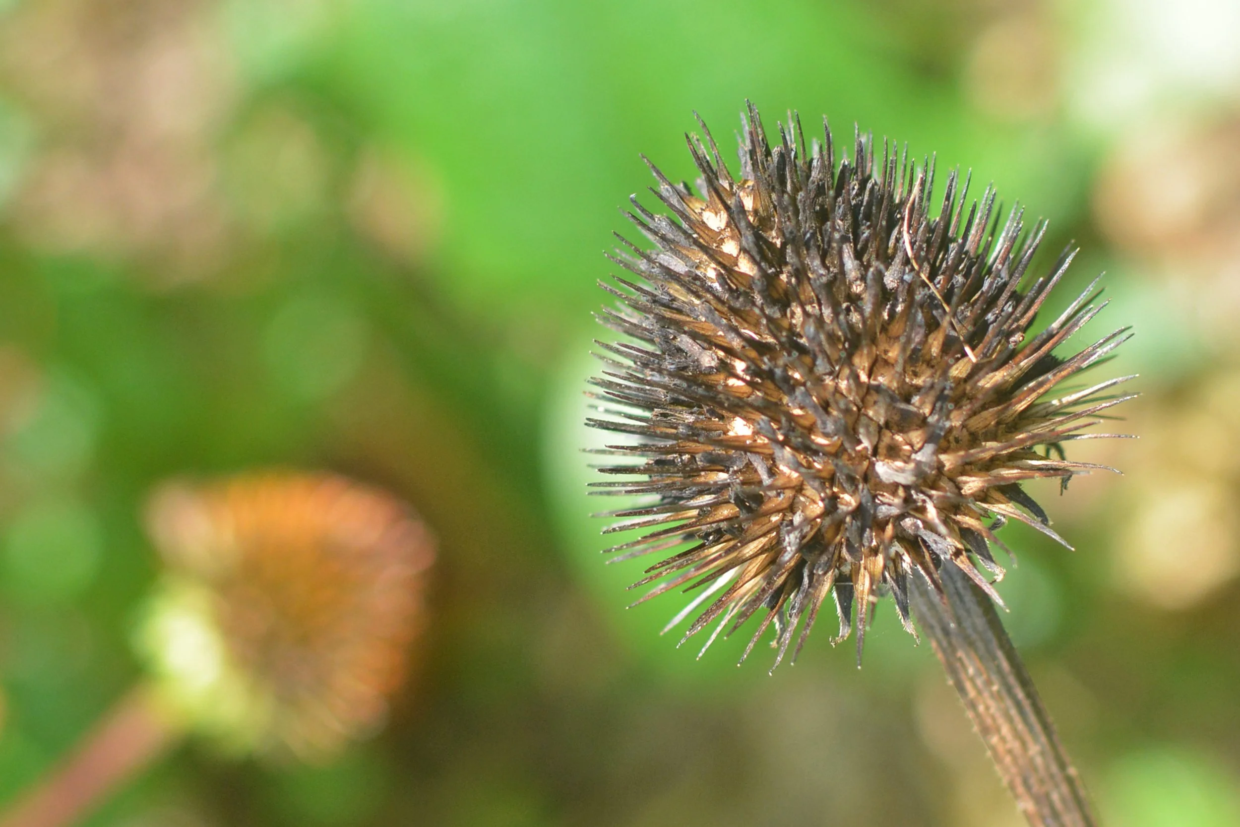 Coneflower Seed Head
