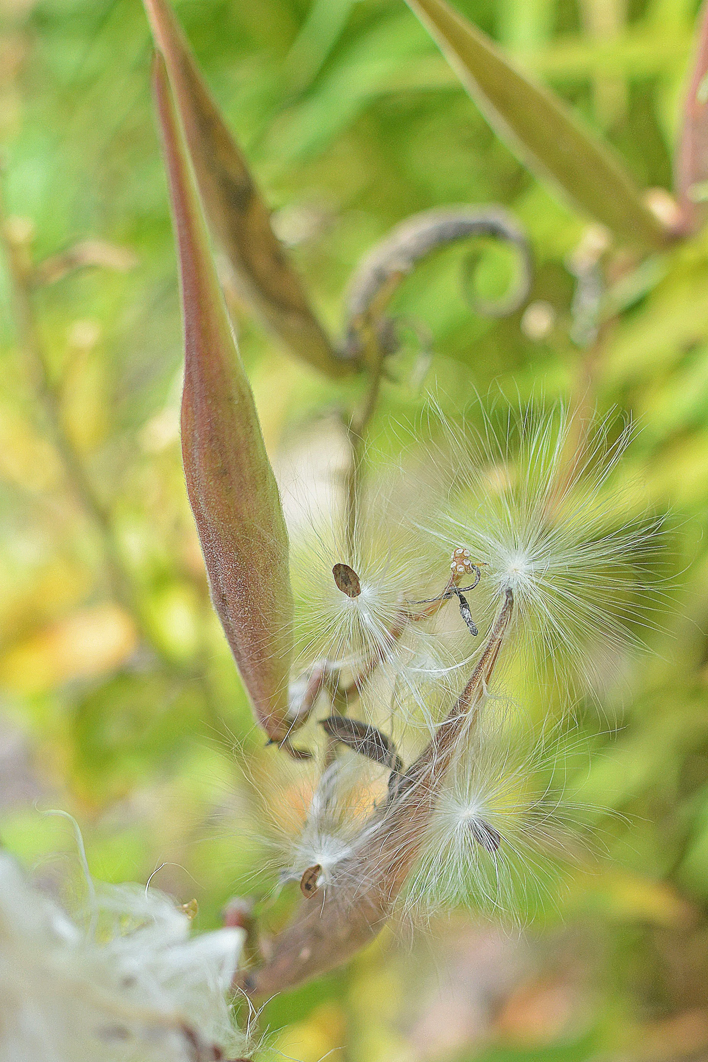 Milkweed Pod