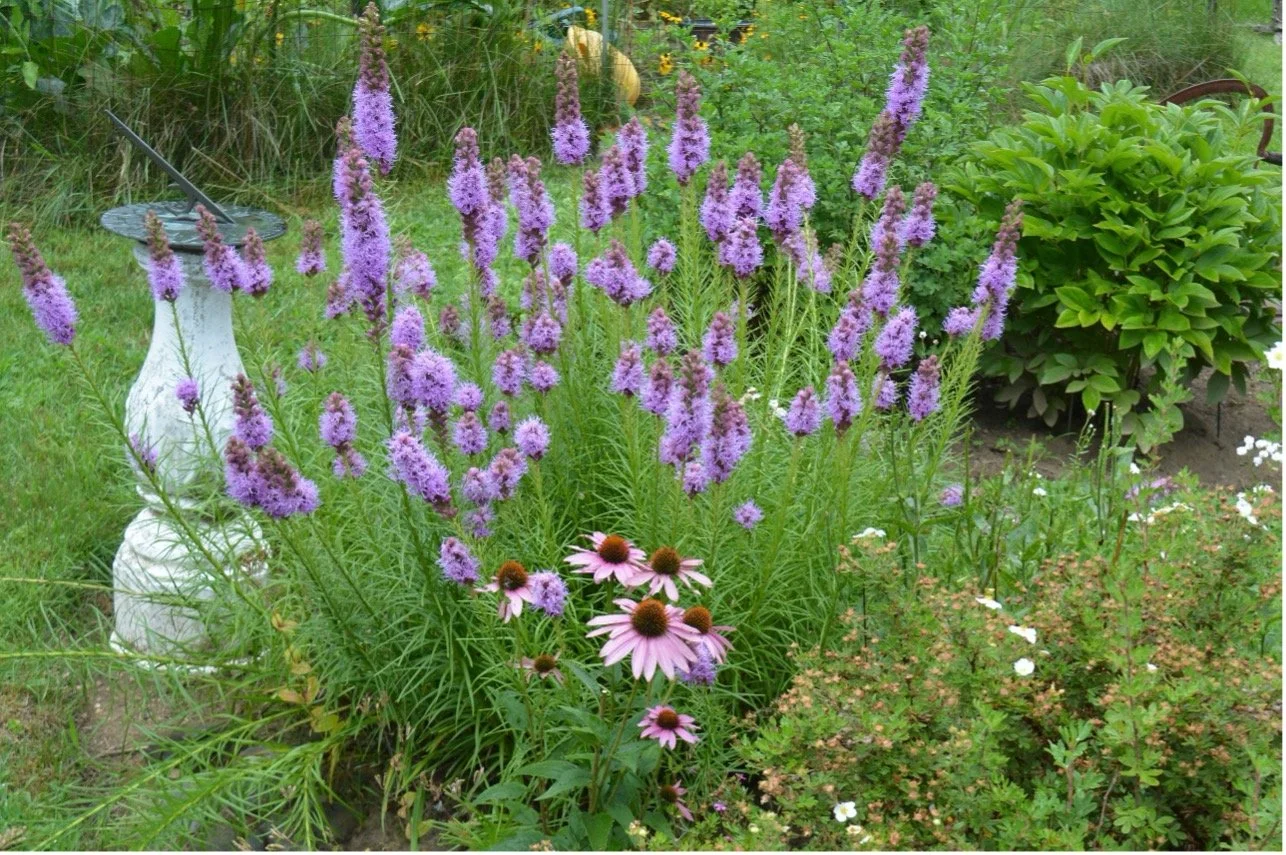 Blazing Star