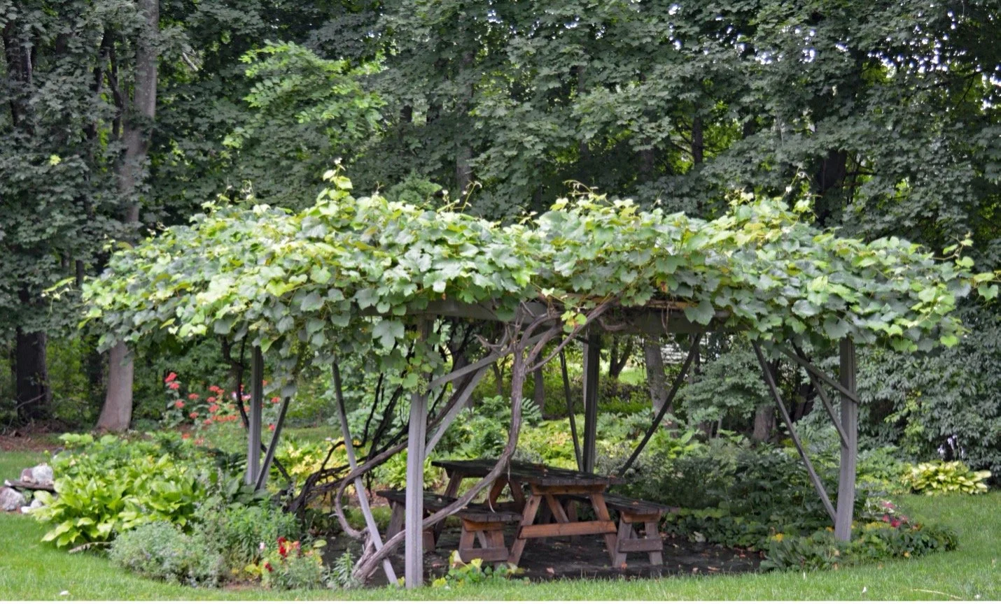 Grapevines