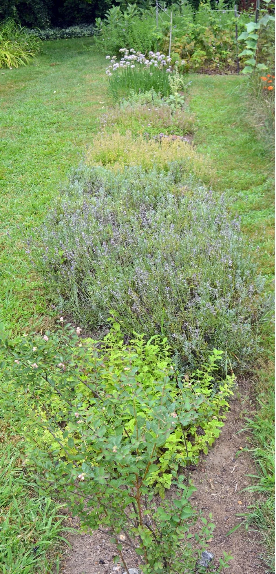 Herbs