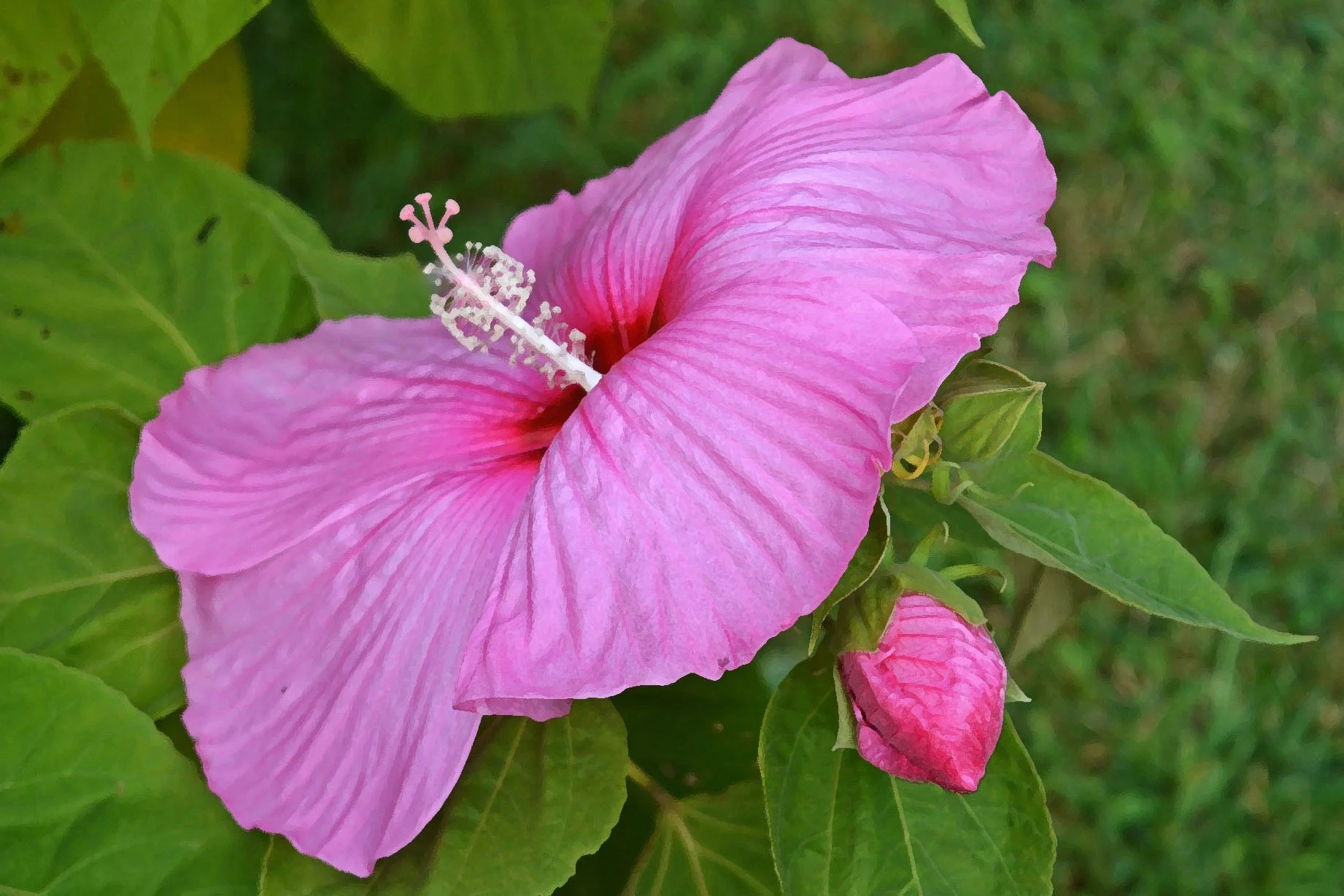 Hibiscus