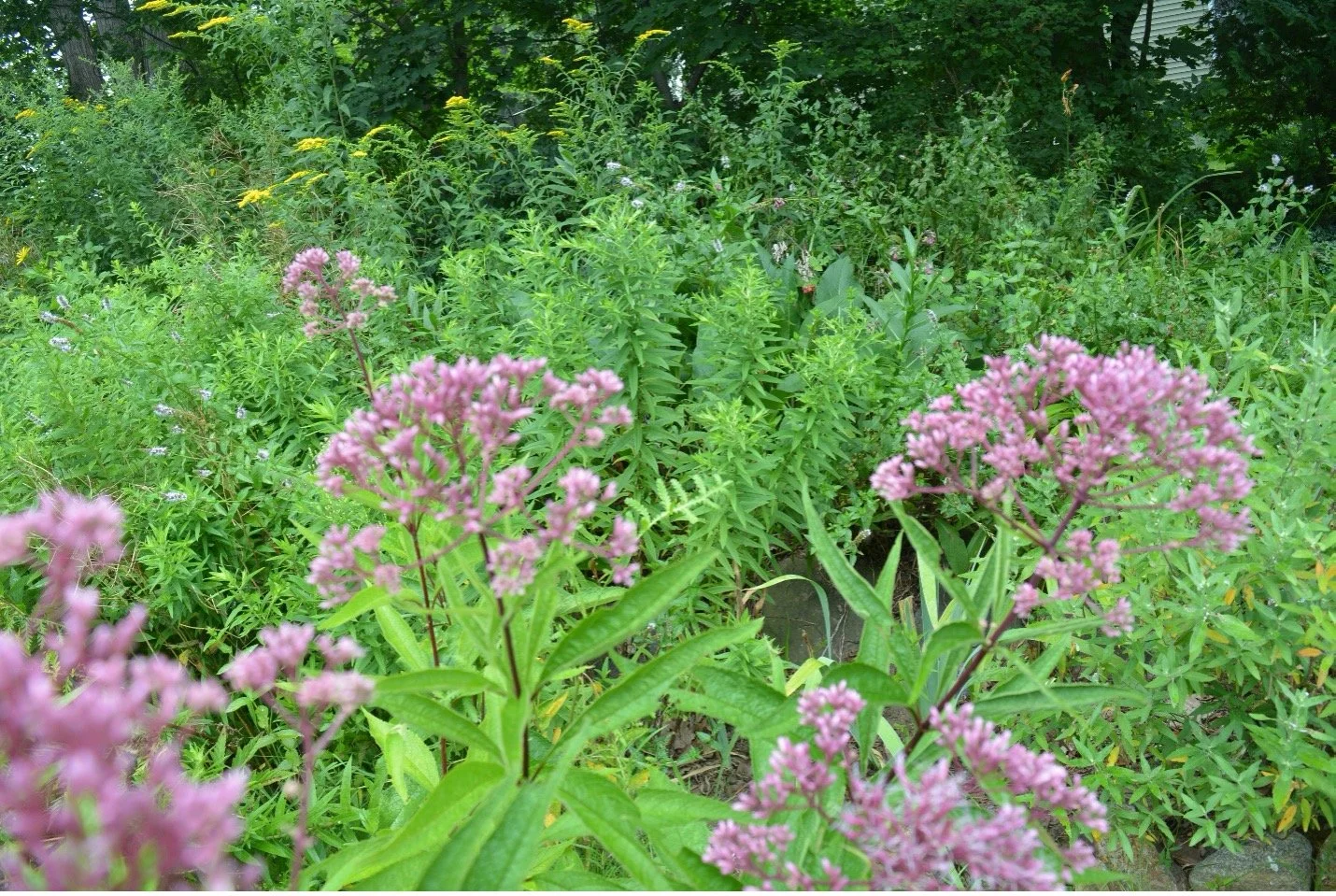 Joe Pye Weed