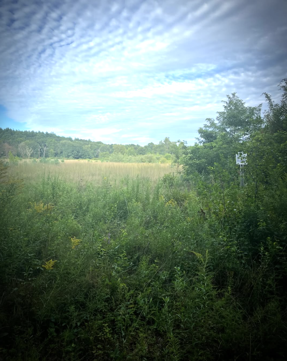 A grassy field within the Assabet Wildlife Refuge with trees in the background and a partly cloudy sky overhead.