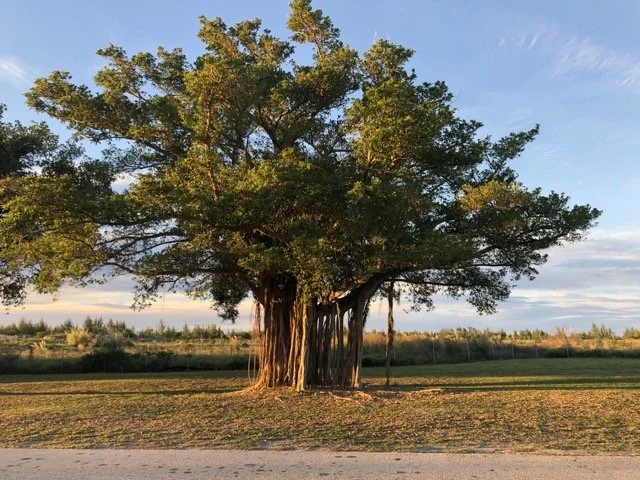 A large, leafy tree with a thick trunk standing in an open field with a clear sky and distant trees in the background.