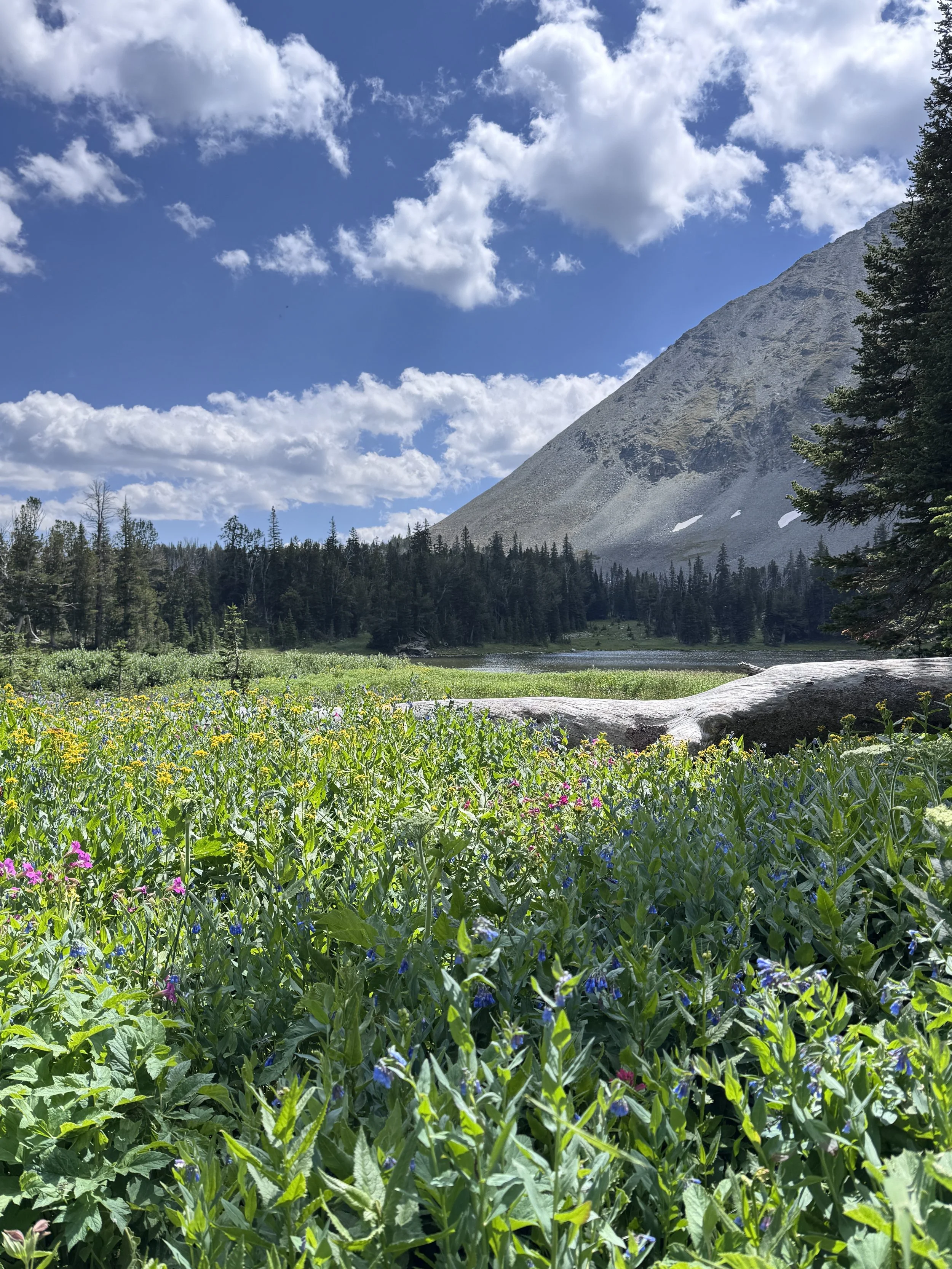 A scenic view of a grassy meadow in Montana with colorful wildflowers, a fallen log, and a mountain in the background under a partly cloudy sky.