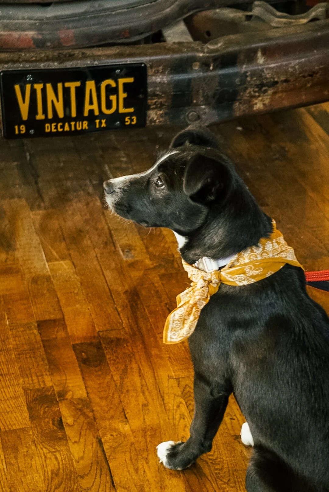 A black puppy with a white patch on its chest and paws, wearing a yellow bandana, sitting on a wooden floor, looking attentively to the left. In the background, there is a vintage-style license plate that reads 'VINTAGE' from Decatur, Texas, 1953.